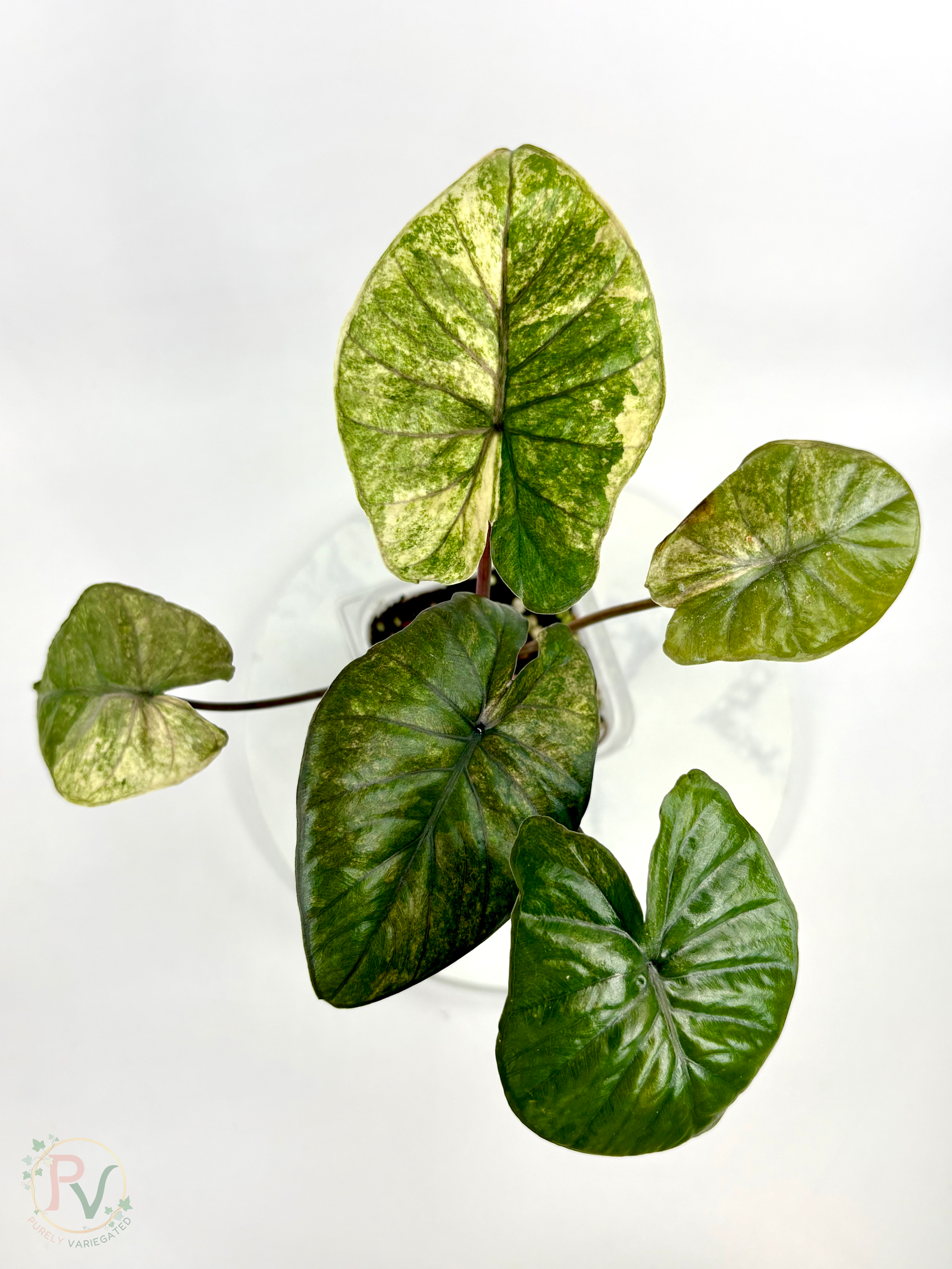 Gold Serendipity Alocasia Mother Plant - Purely Variegated