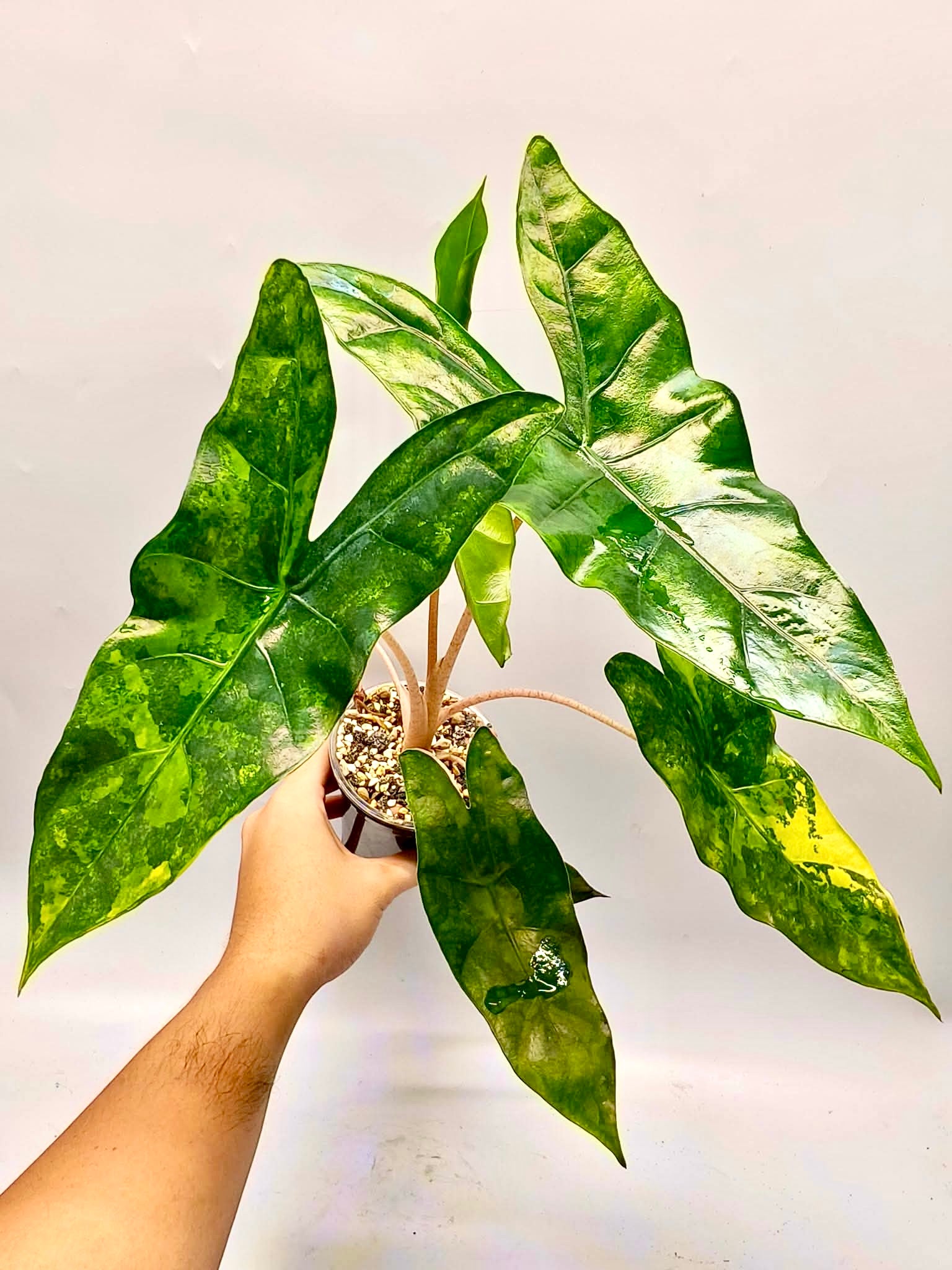 Blush Shatter Aurea Alocasia - Teen Size