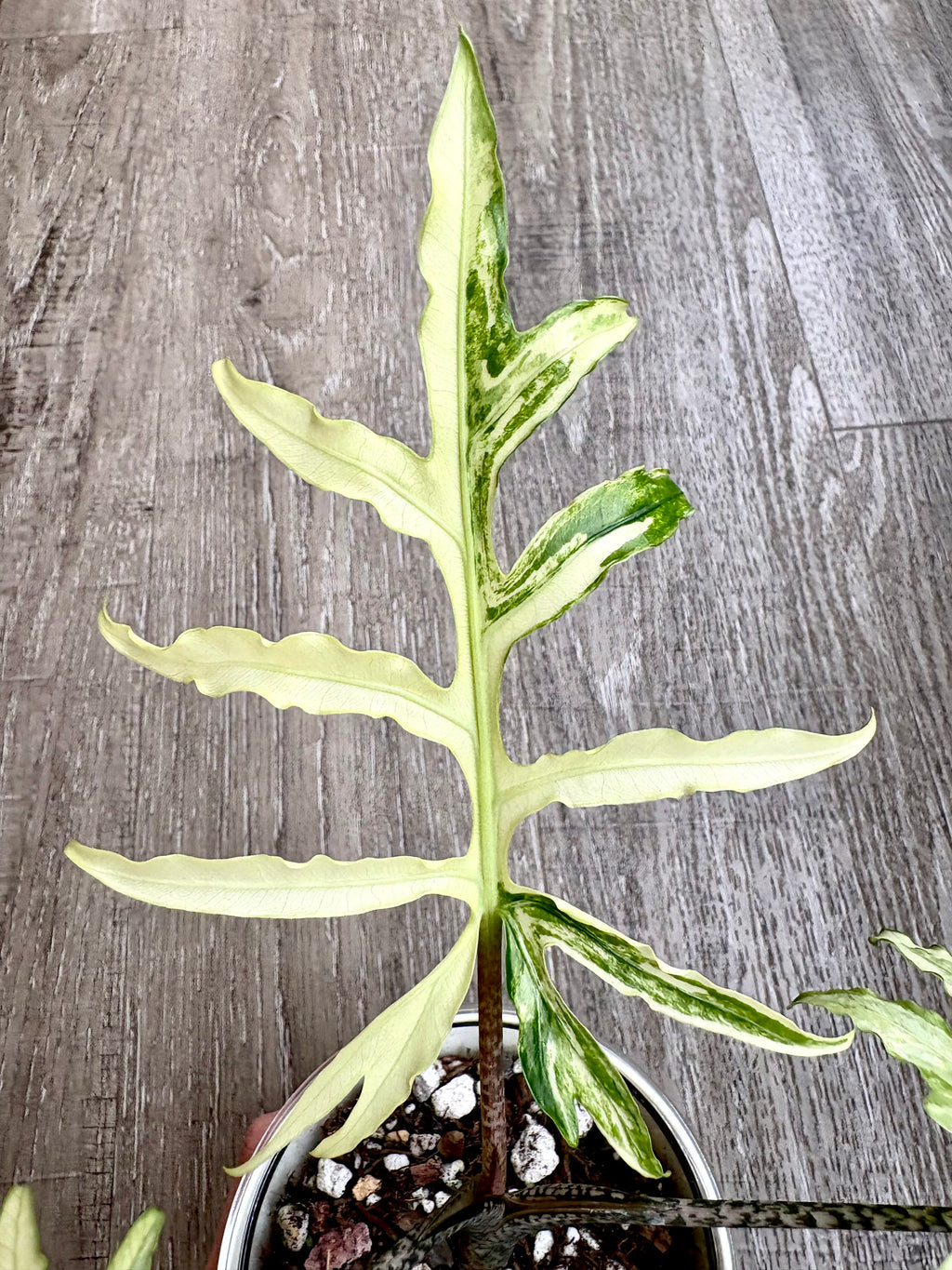 Brancifolia Albo Alocasia