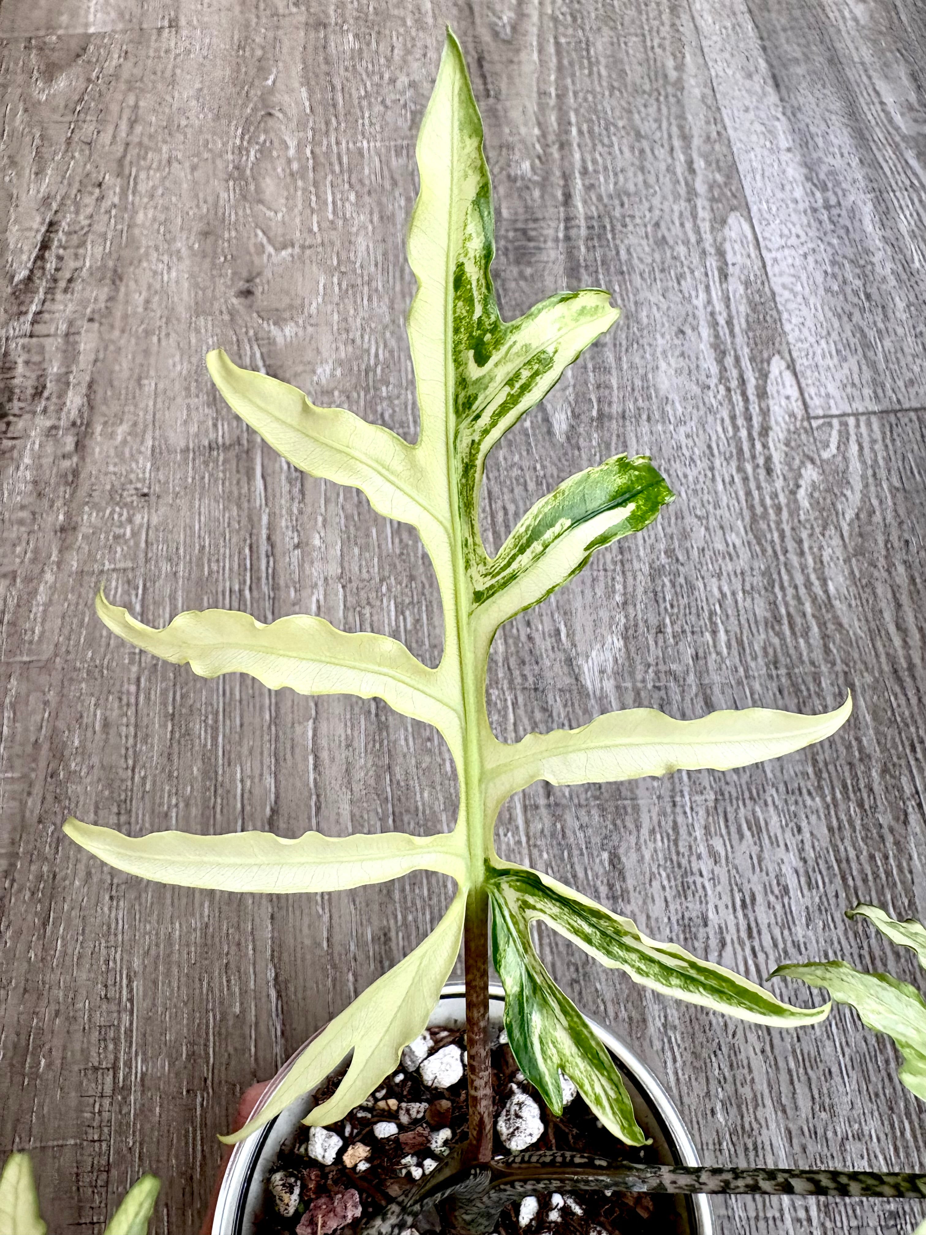Brancifolia Albo Alocasia
