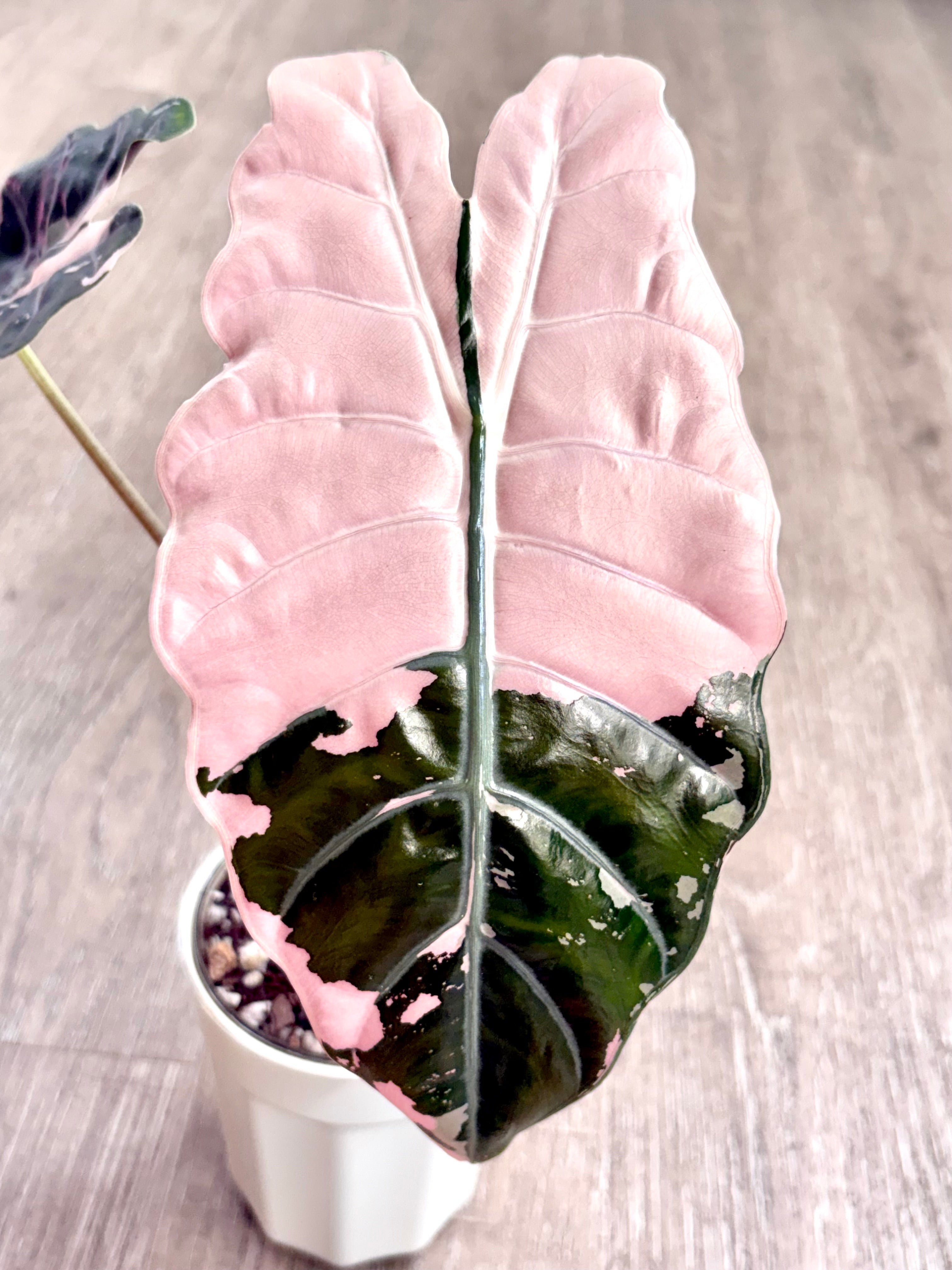 Pink Chantrieri Alocasia