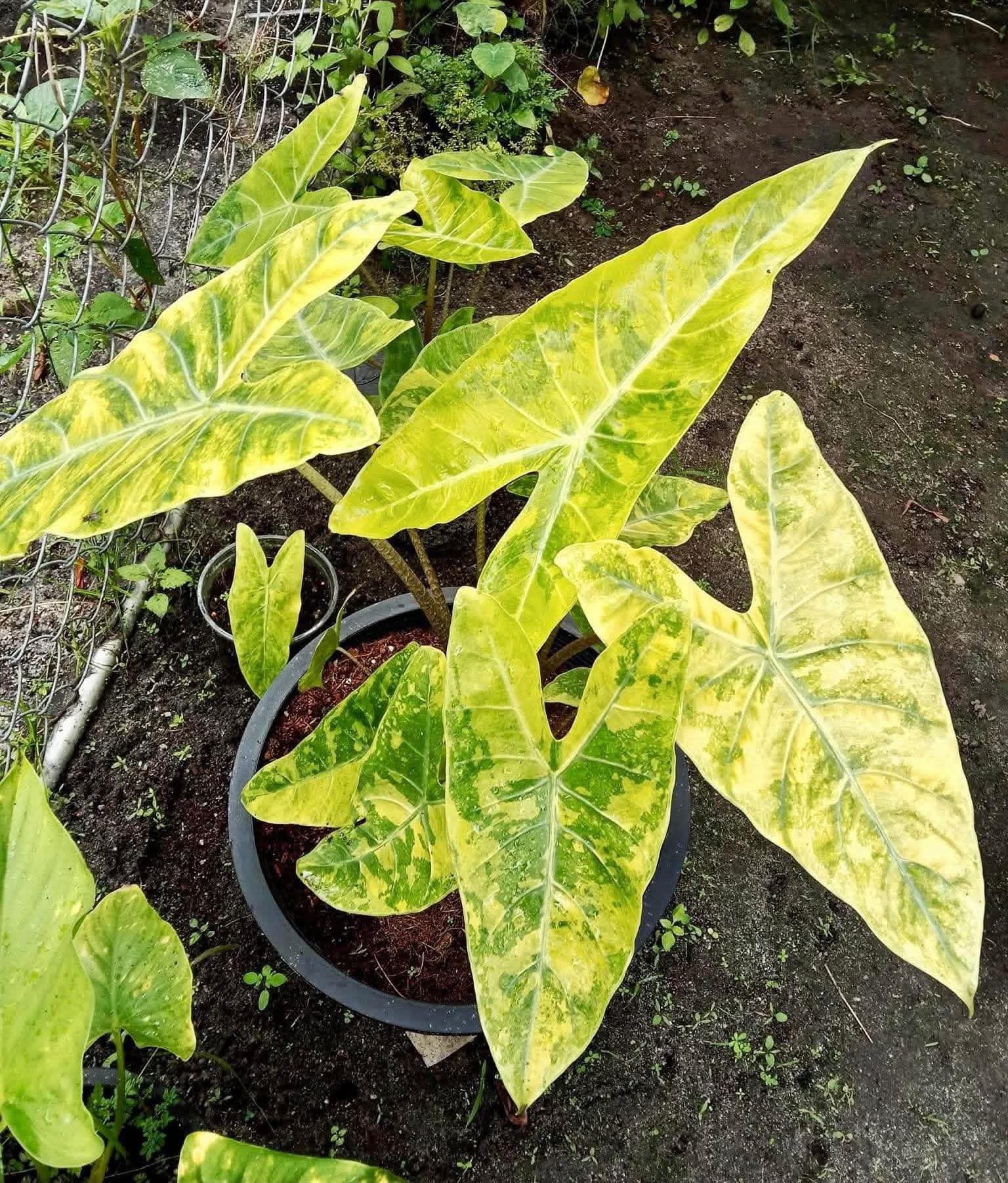 Longiloba Lemon Alocasia