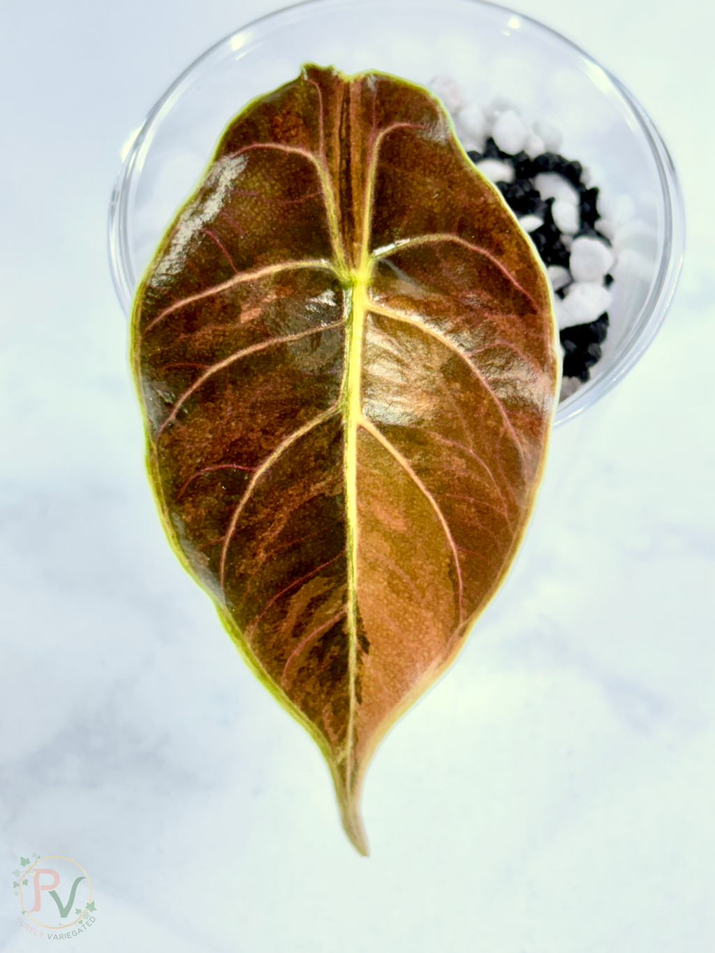 Azlanii Aurea Alocasia 1
