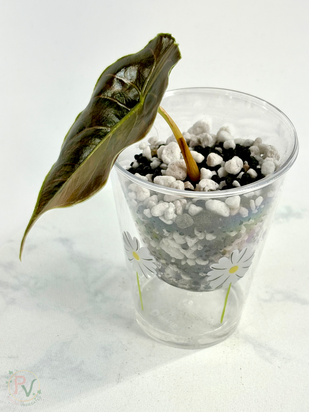 Azlanii Aurea Alocasia 1