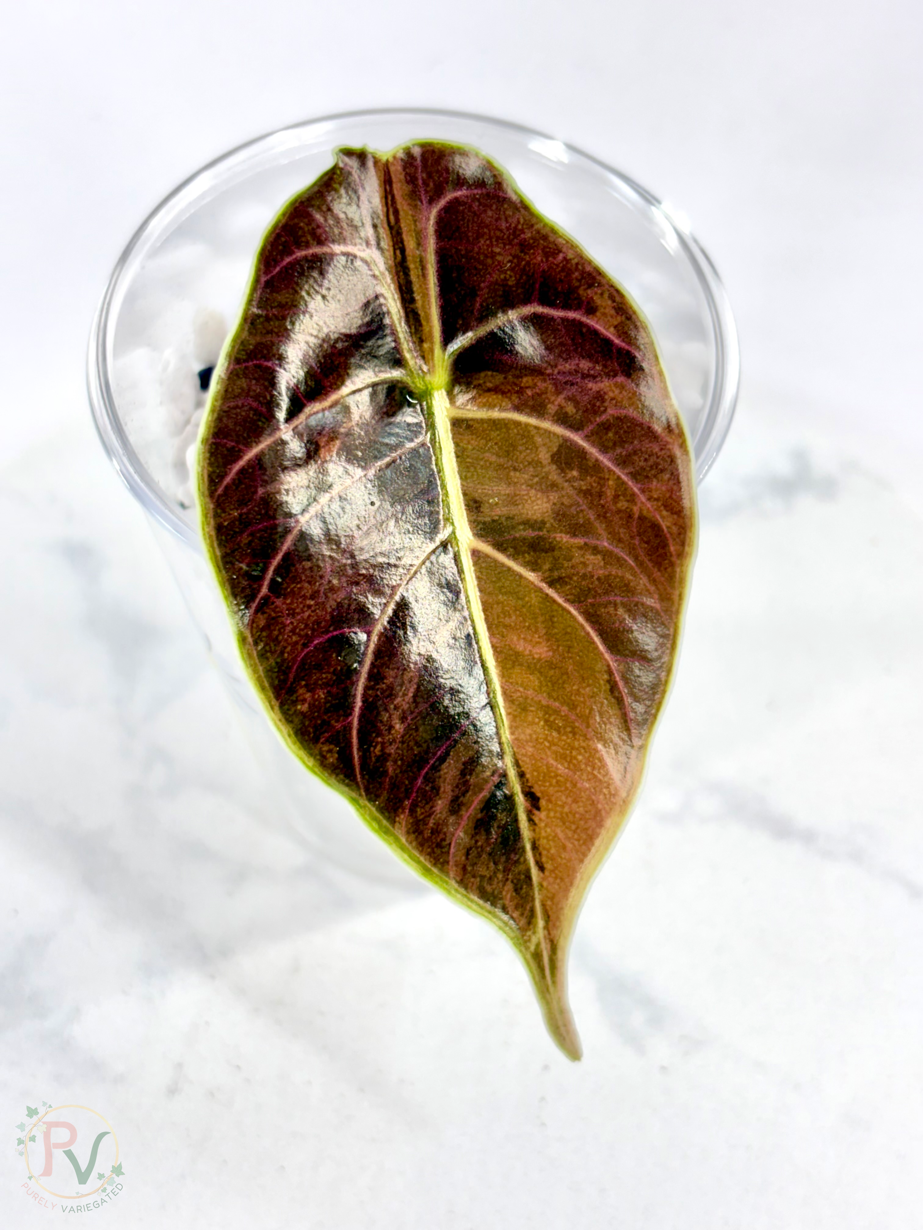 Azlanii Aurea Alocasia 1