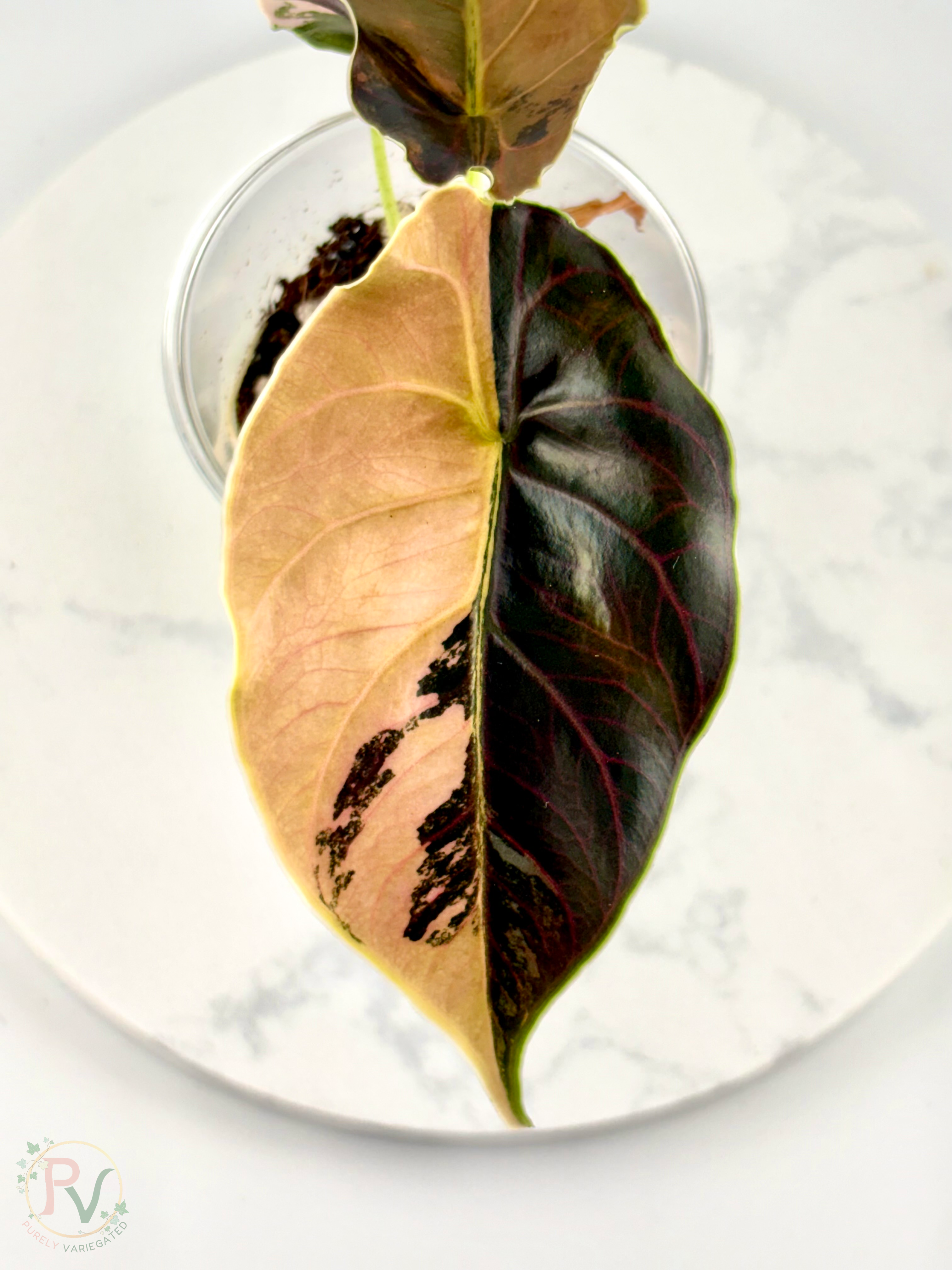 Azlanii Aurea Alocasia 1