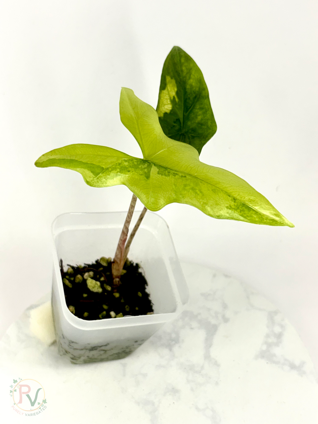 Batwing Aurea Alocasia - Teen Size
