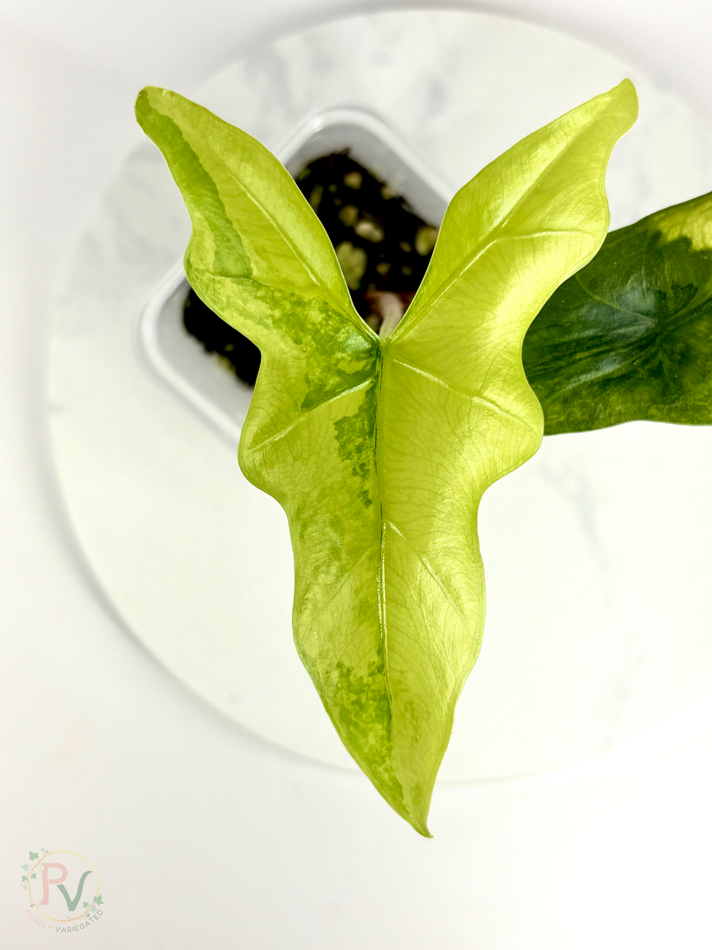 Batwing Aurea Alocasia - Teen Size