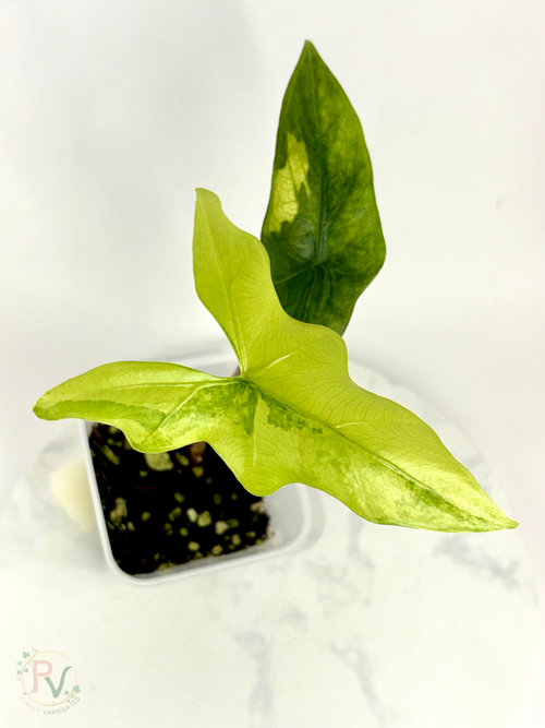Batwing Aurea Alocasia - Teen Size
