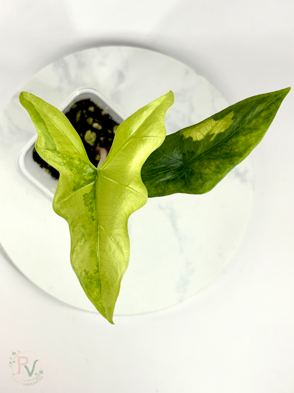Batwing Aurea Alocasia - Teen Size