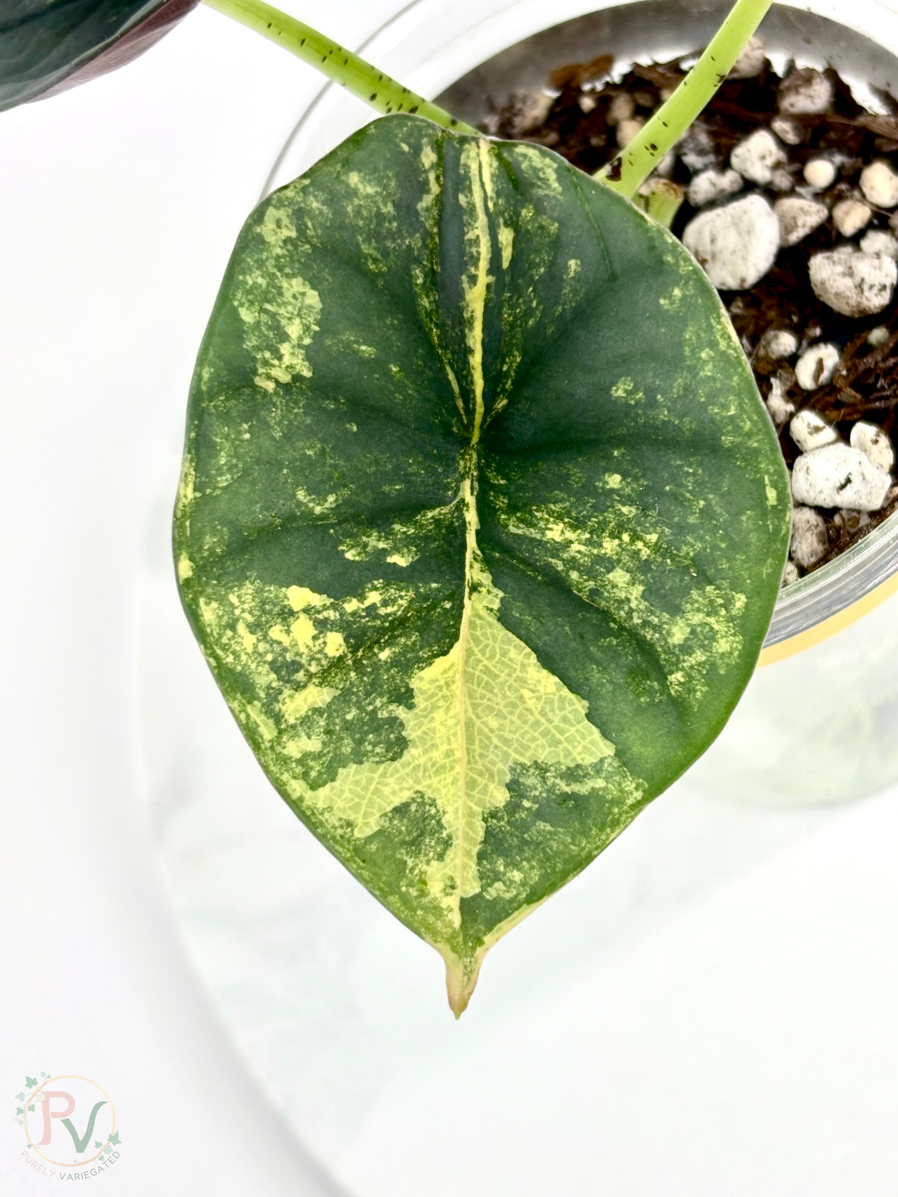 Nebula Aurea Alocasia Teen 2