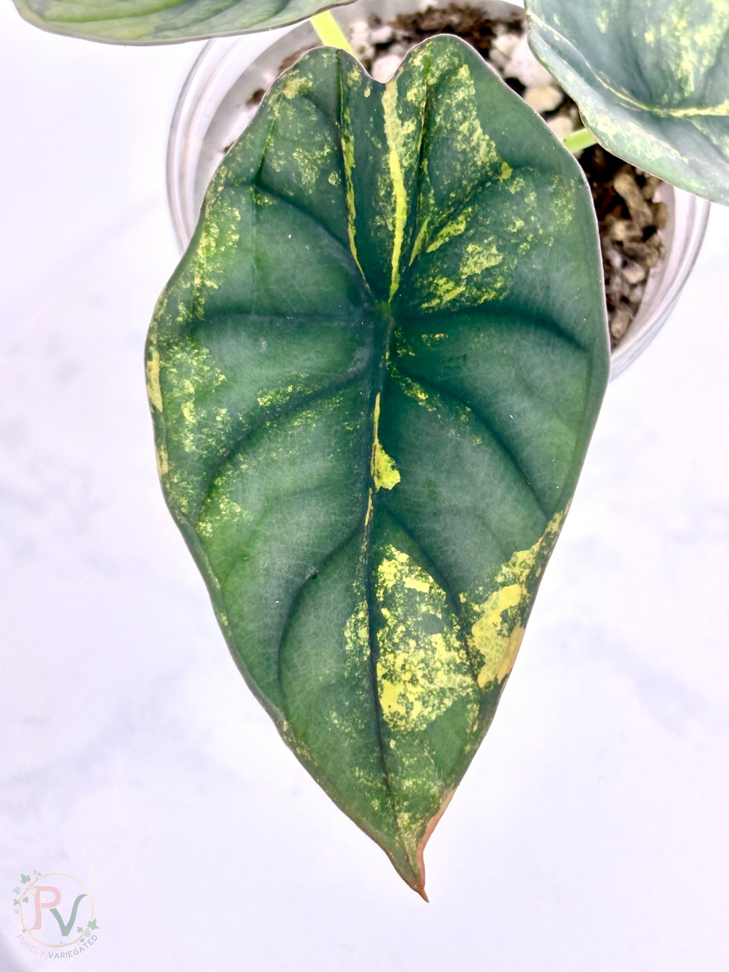 Nebula Aurea Alocasia Teen 2
