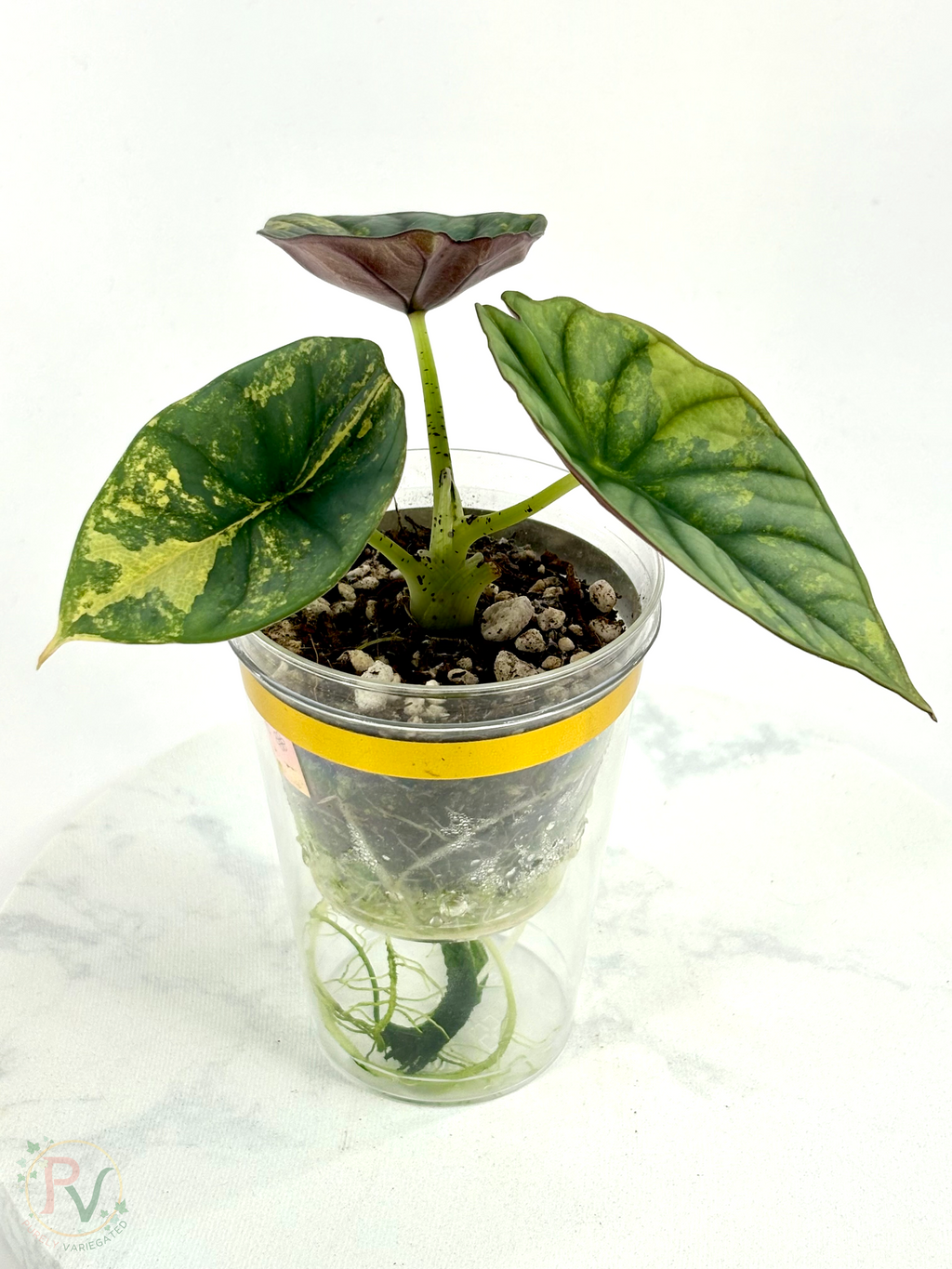 Nebula Aurea Alocasia Teen 2