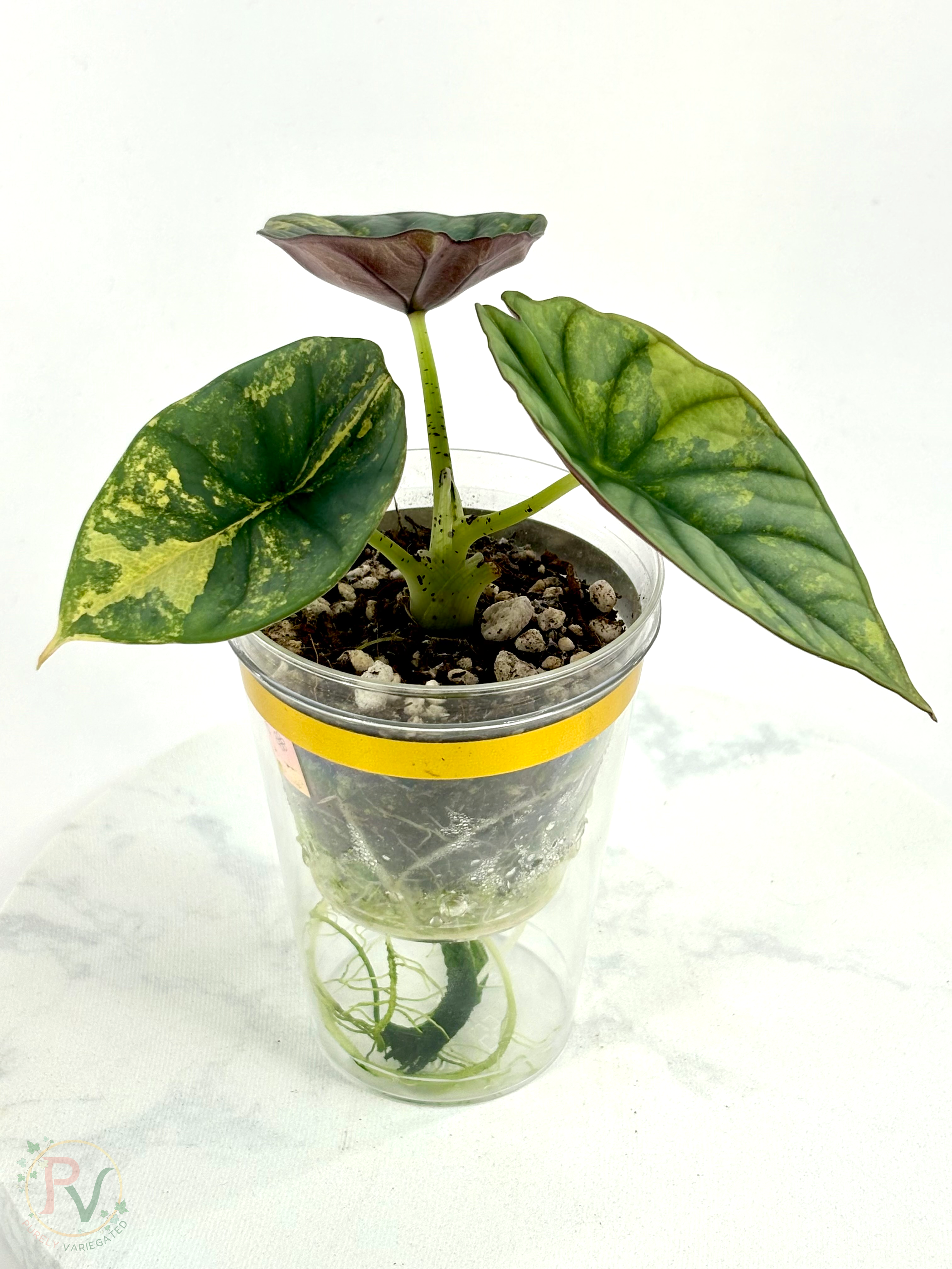 Nebula Aurea Alocasia Teen 2