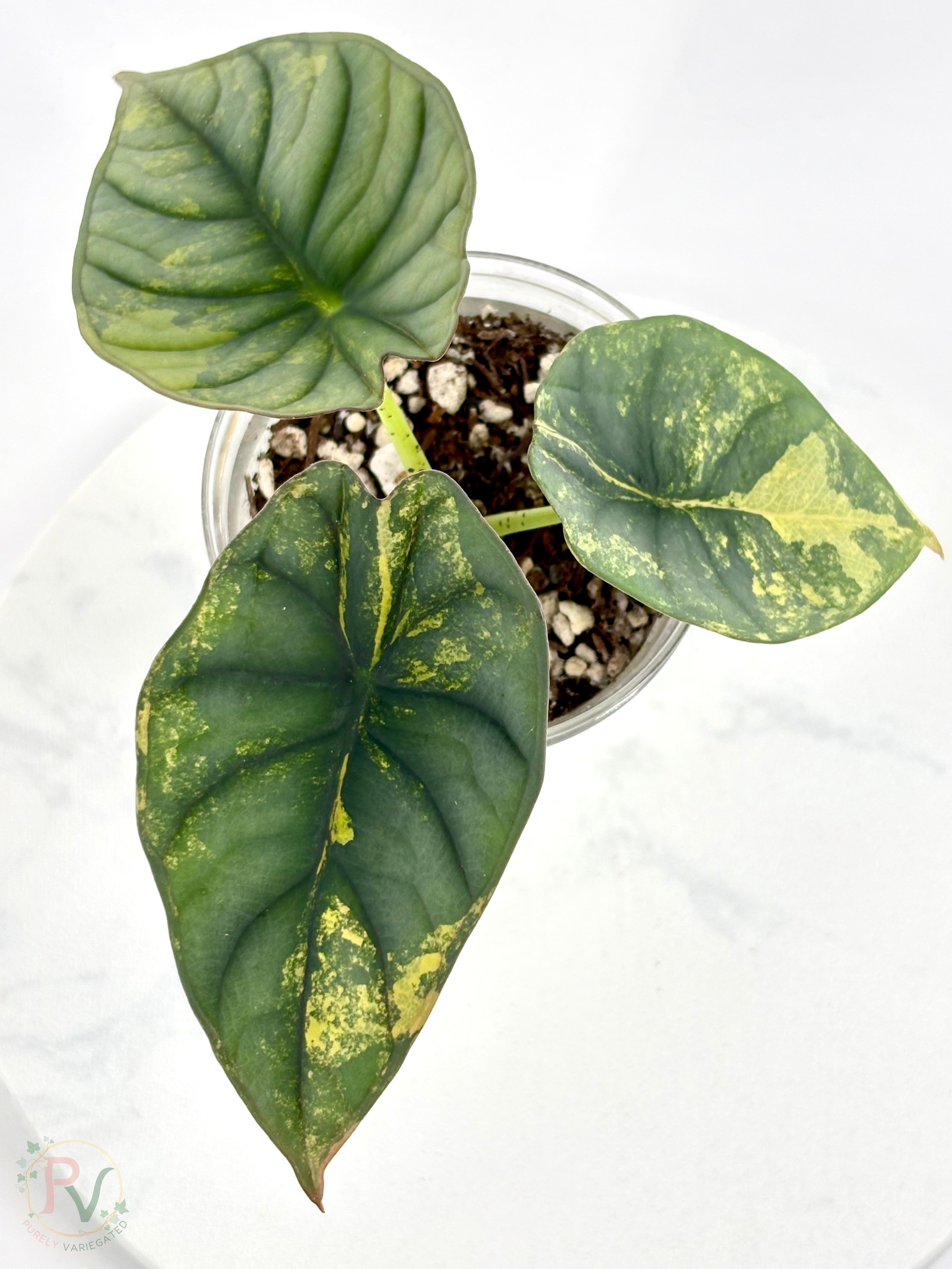 Nebula Aurea Alocasia Teen 2