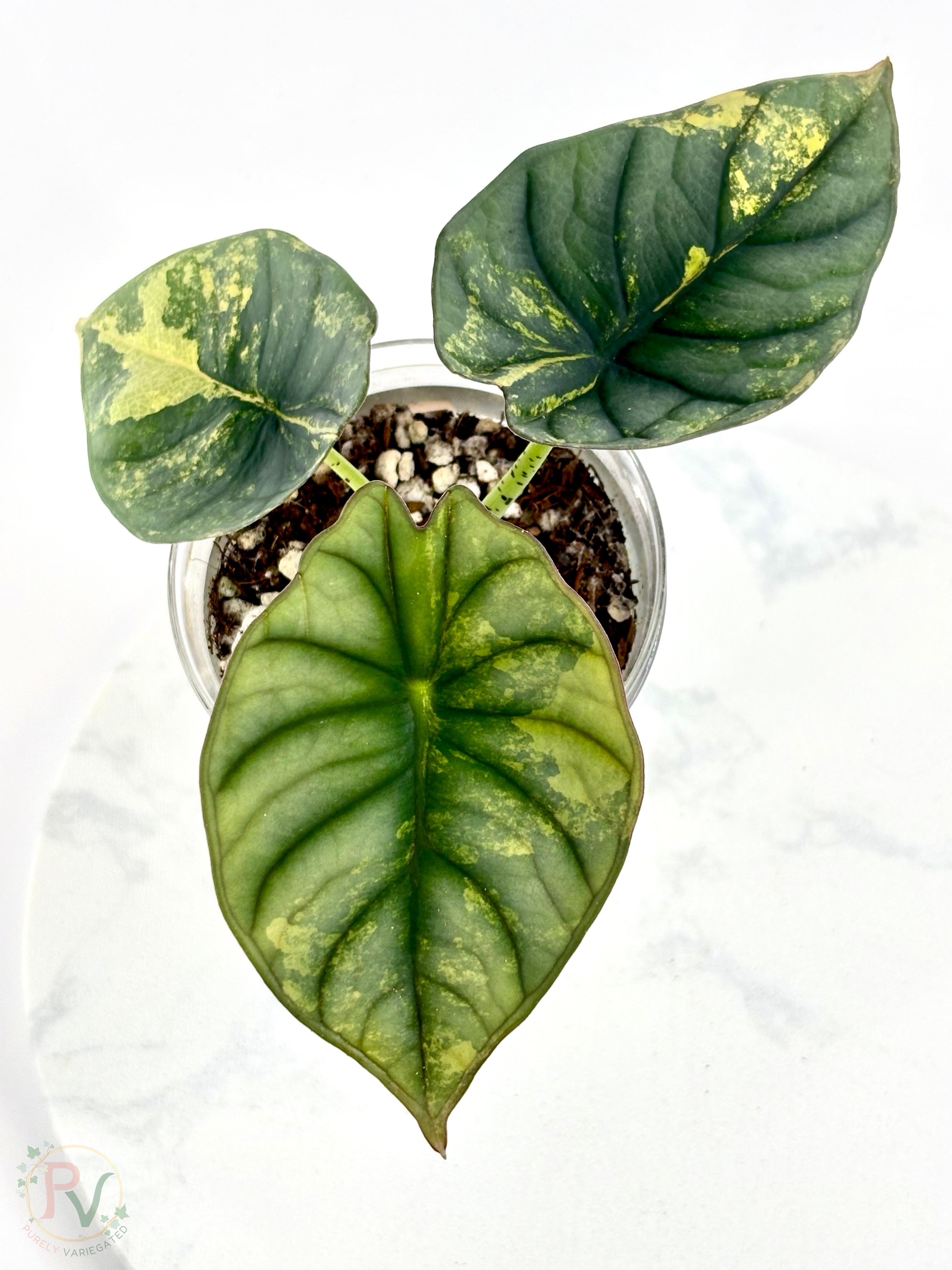 Nebula Aurea Alocasia Teen 2