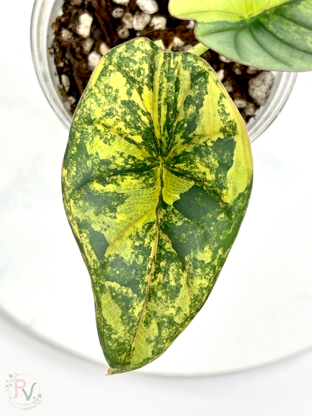 Nebula Aurea Alocasia Teen 1