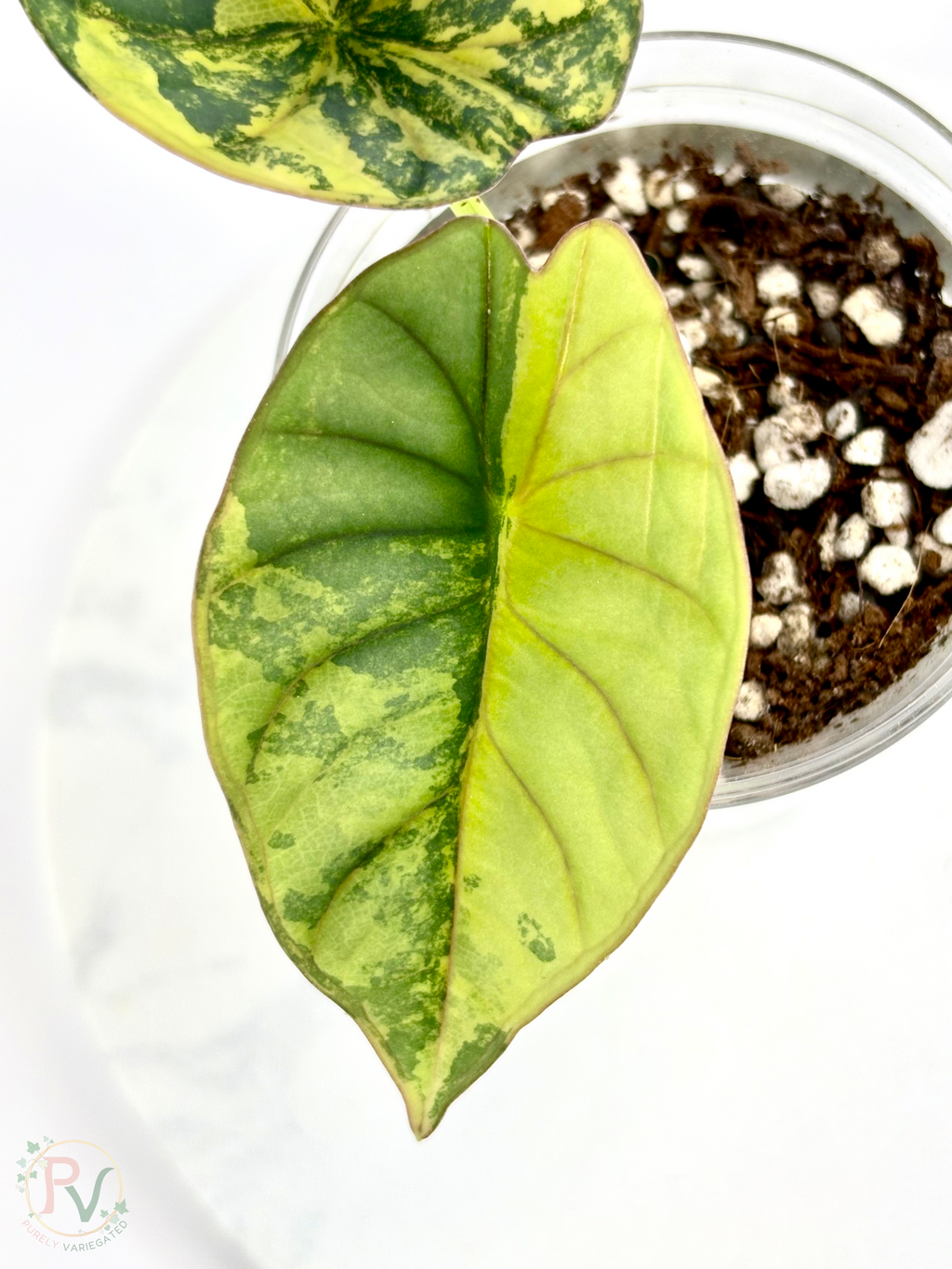 Nebula Aurea Alocasia Teen 1