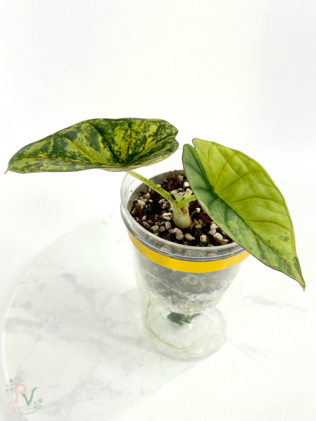 Nebula Aurea Alocasia Teen 1