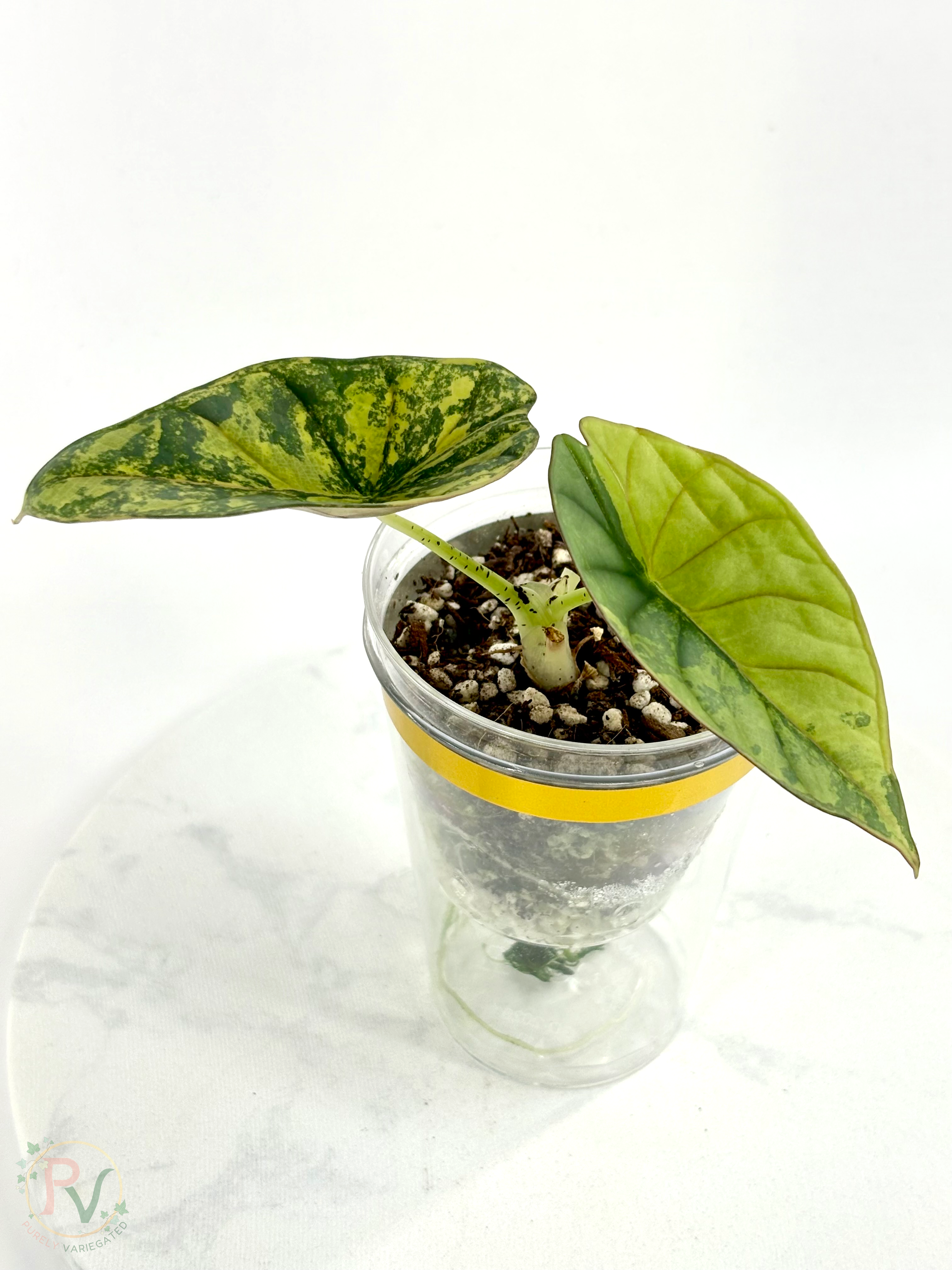 Nebula Aurea Alocasia Teen 1