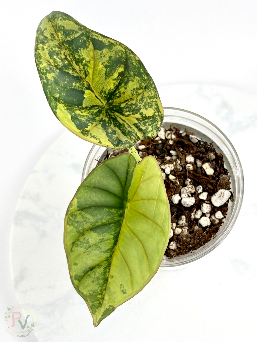 Nebula Aurea Alocasia Teen 1
