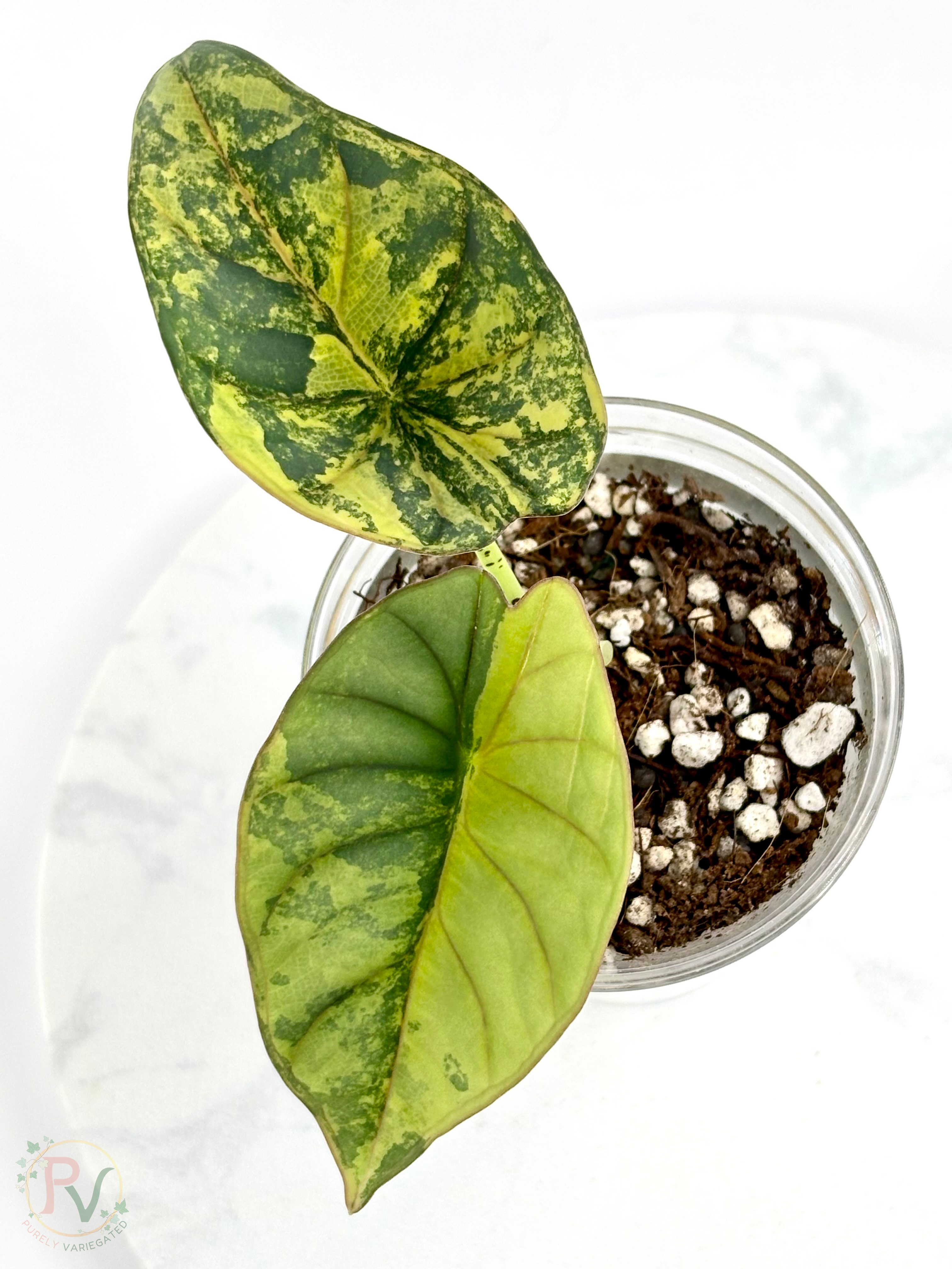 Nebula Aurea Alocasia Teen 1