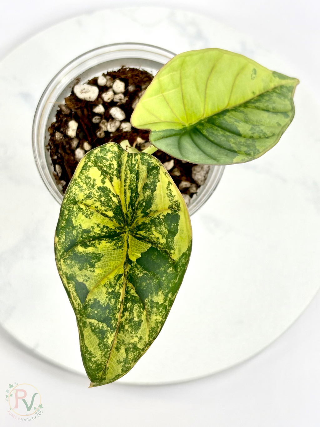 Nebula Aurea Alocasia Teen 1