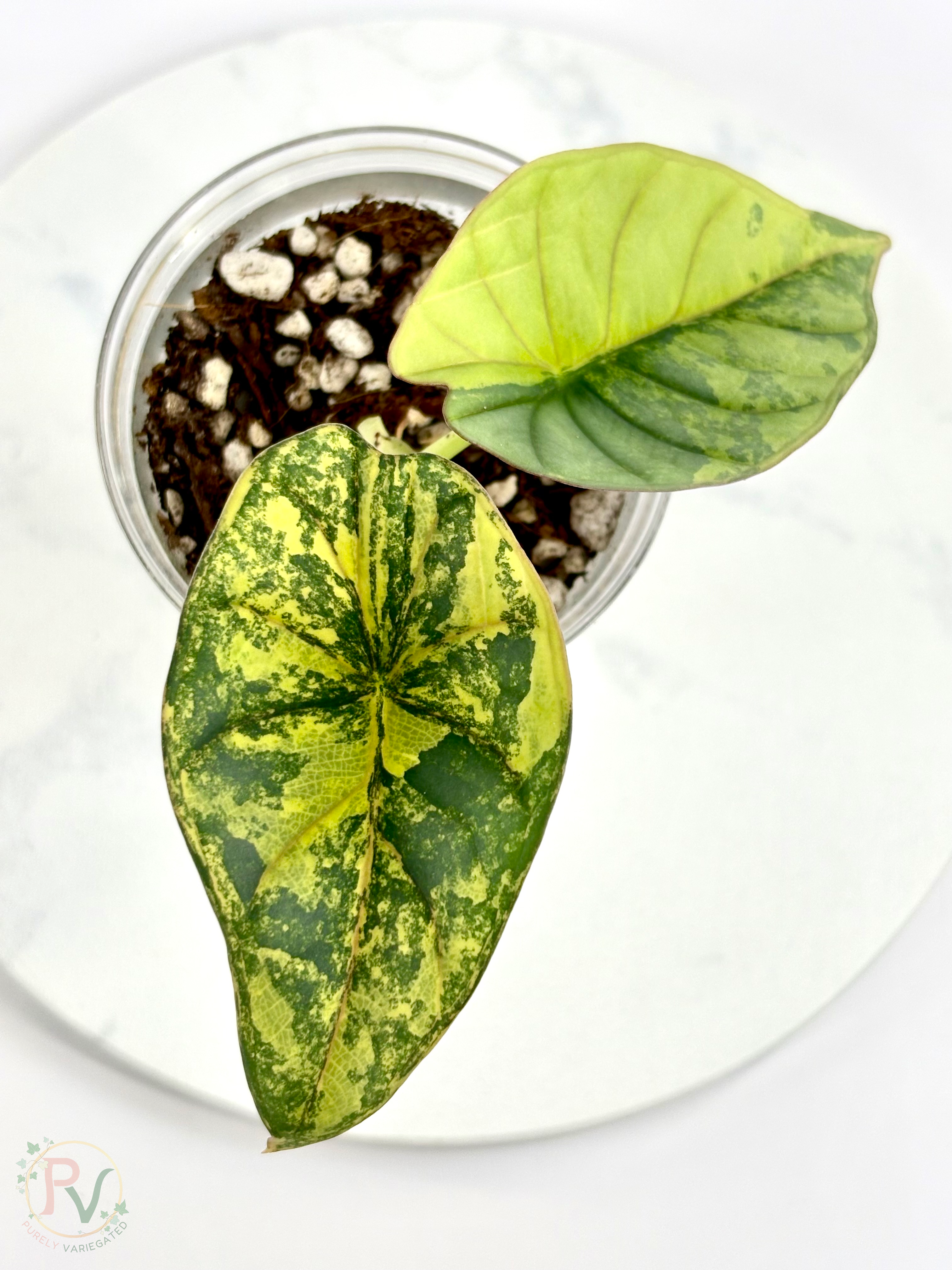 Nebula Aurea Alocasia Teen 1