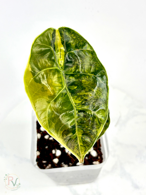 Azlanii Aurea Alocasia - Teen Size