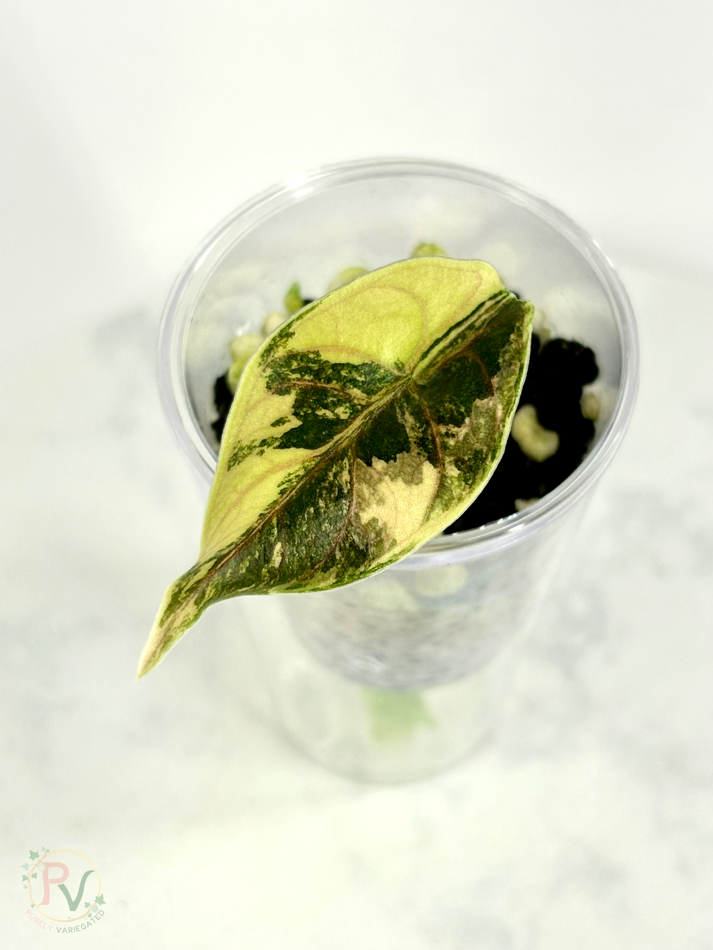Azlanii Aurea Alocasia