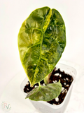 Azlanii Aurea Alocasia - Teen Size