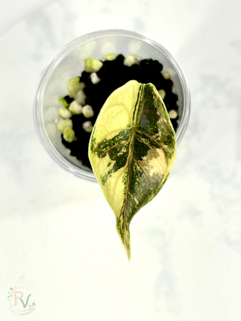 Azlanii Aurea Alocasia