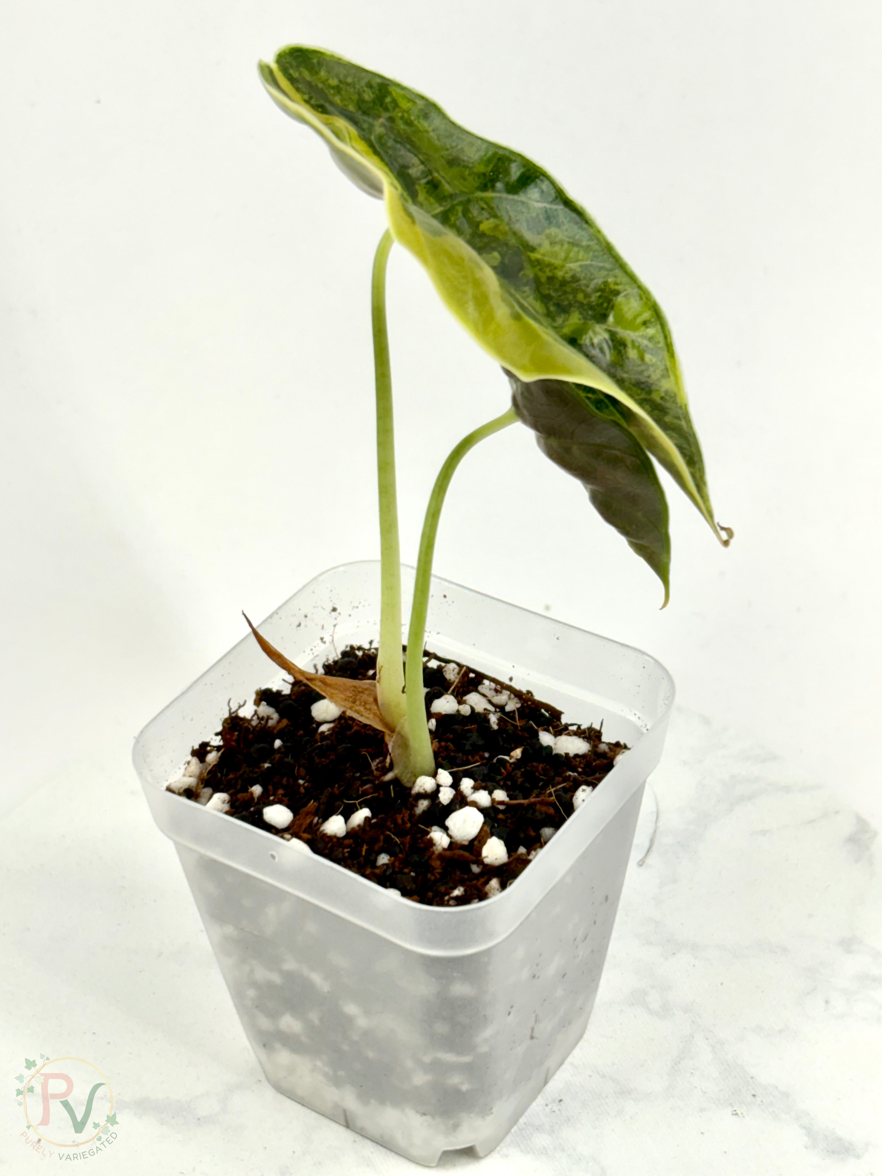 Azlanii Aurea Alocasia - Teen Size