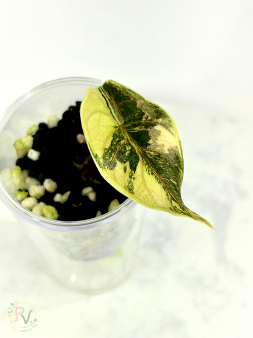 Azlanii Aurea Alocasia