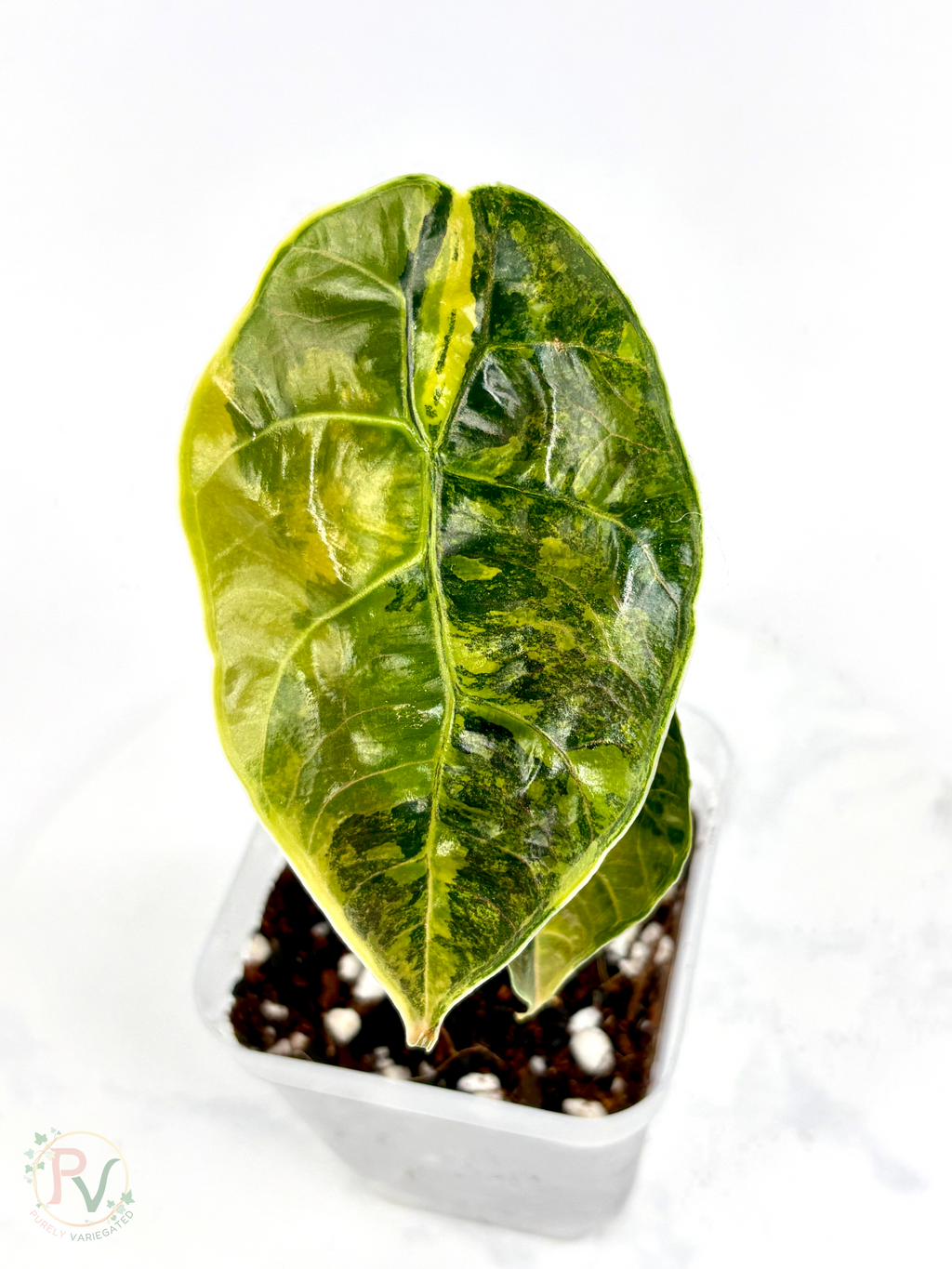 Azlanii Aurea Alocasia - Teen Size