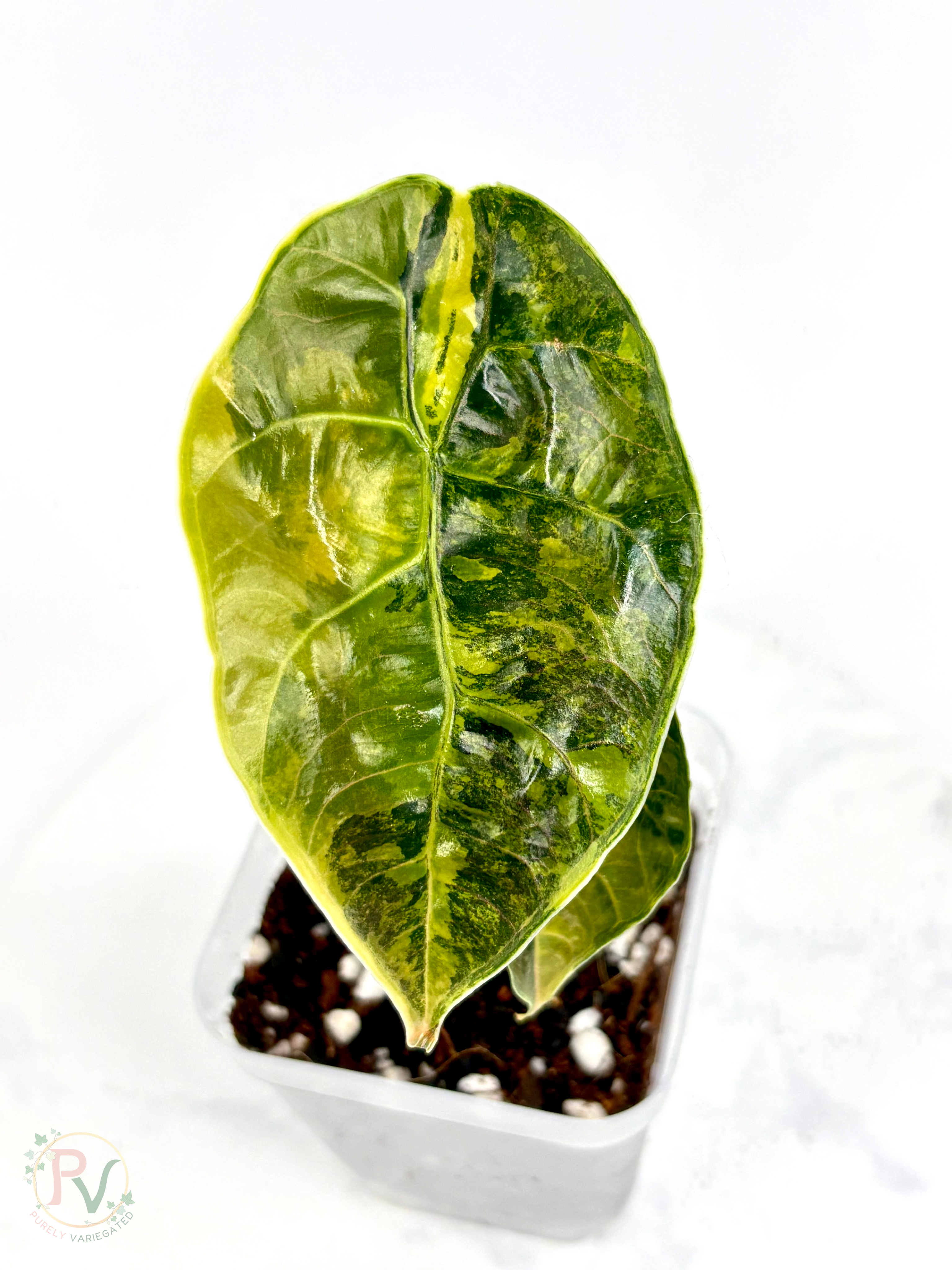 Azlanii Aurea Alocasia - Teen Size
