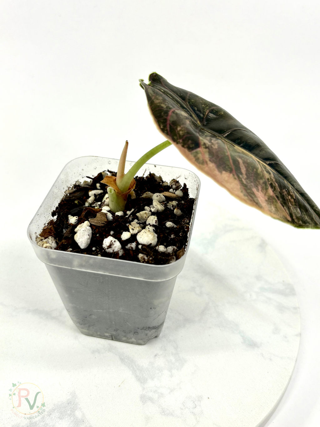 Azlanii Orange Alocasia - Mother Plant