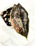 Azlanii Orange Alocasia - Mother Plant