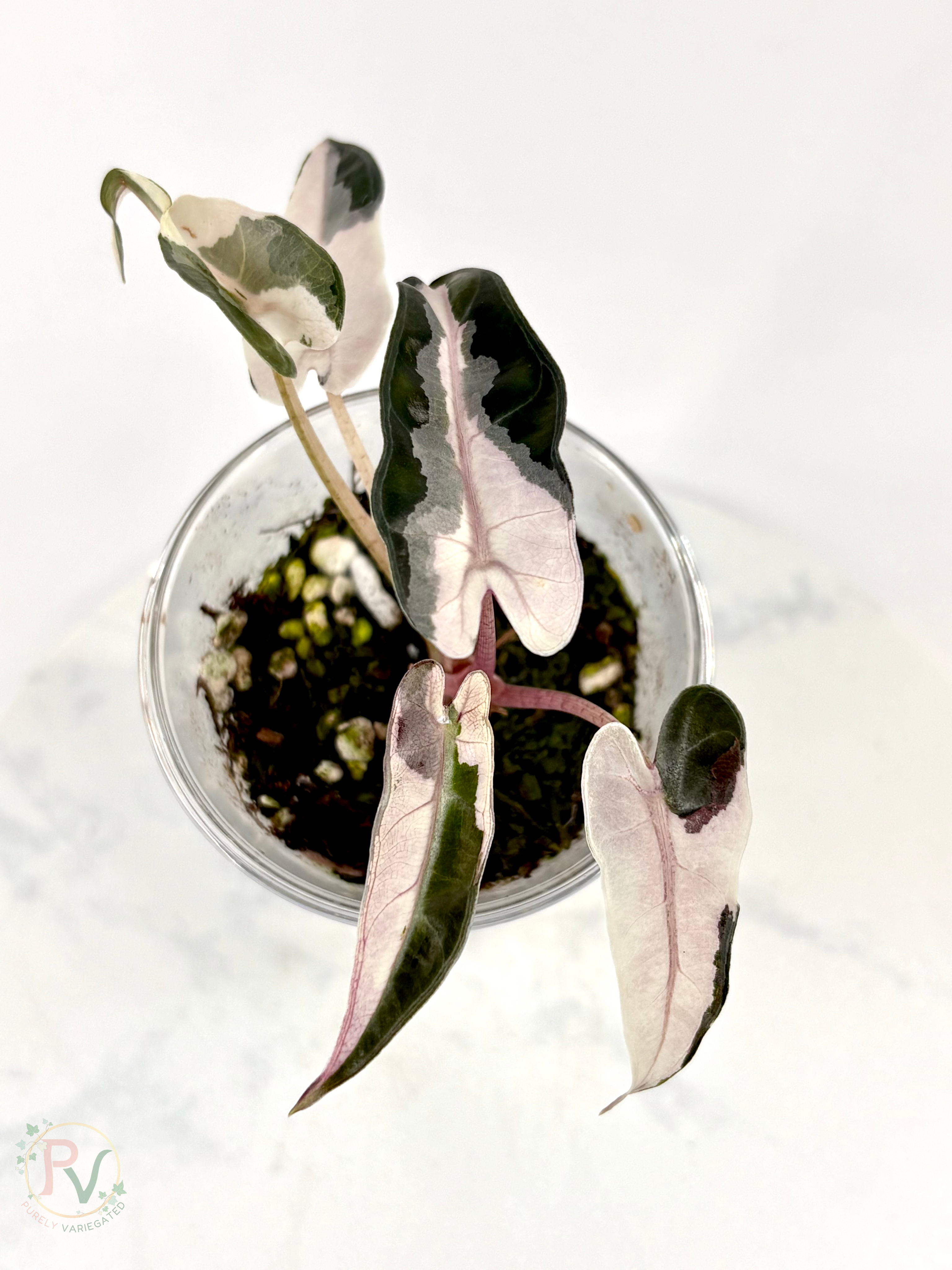 Pink Bambino Lava Alocasia