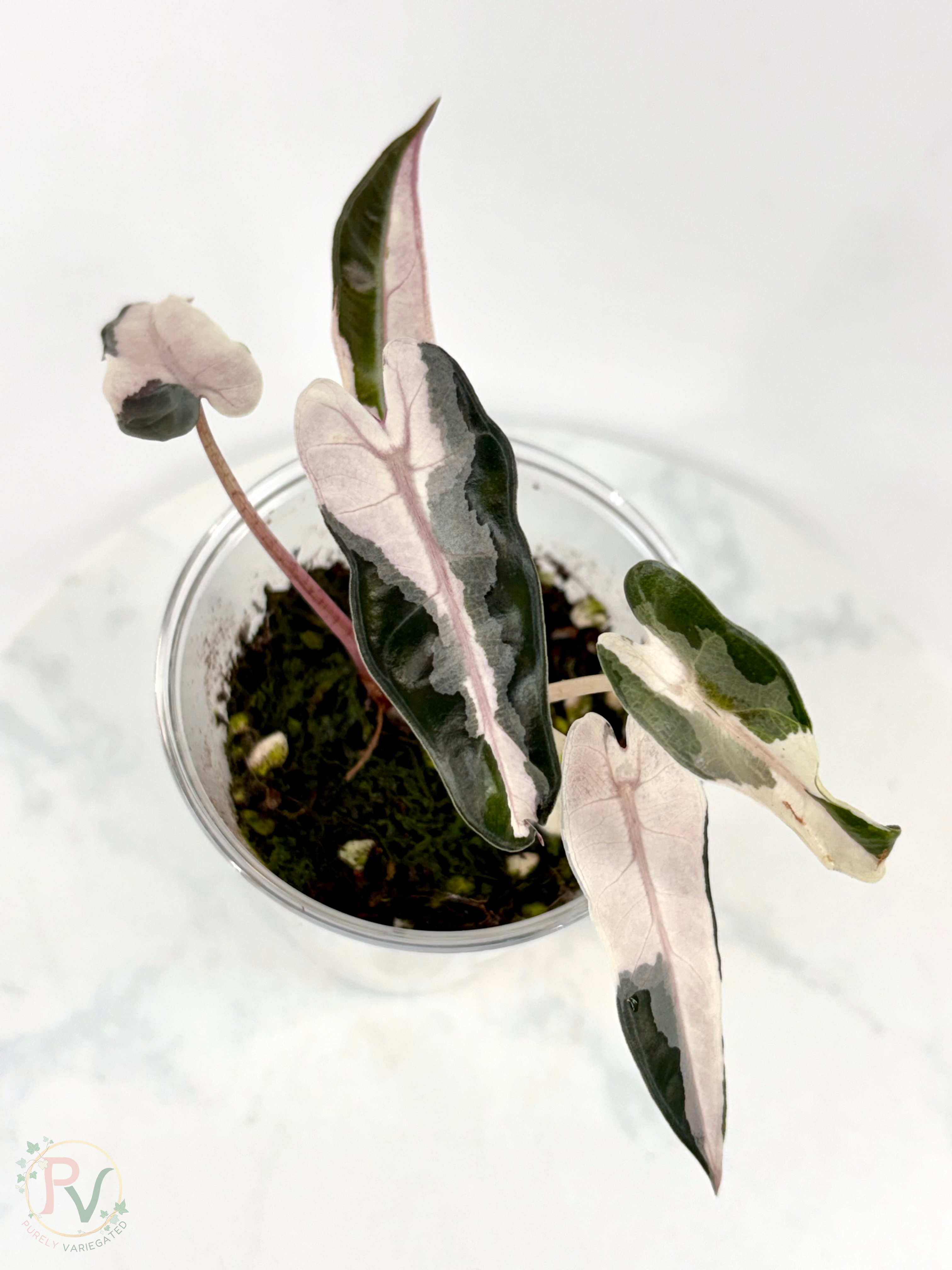 Pink Bambino Lava Alocasia