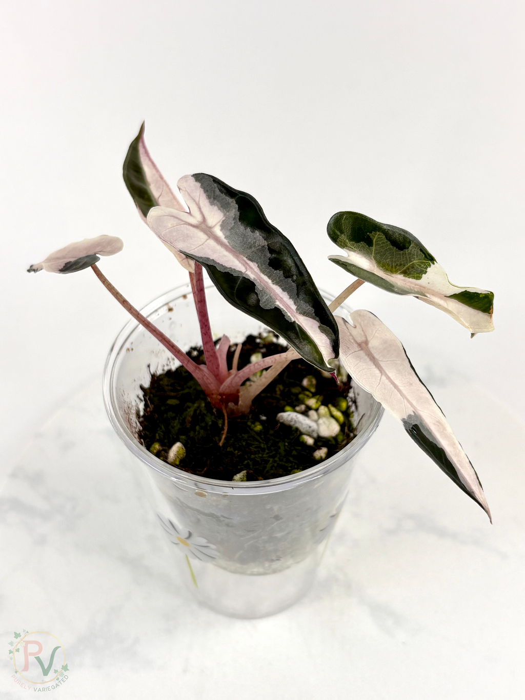 Pink Bambino Lava Alocasia
