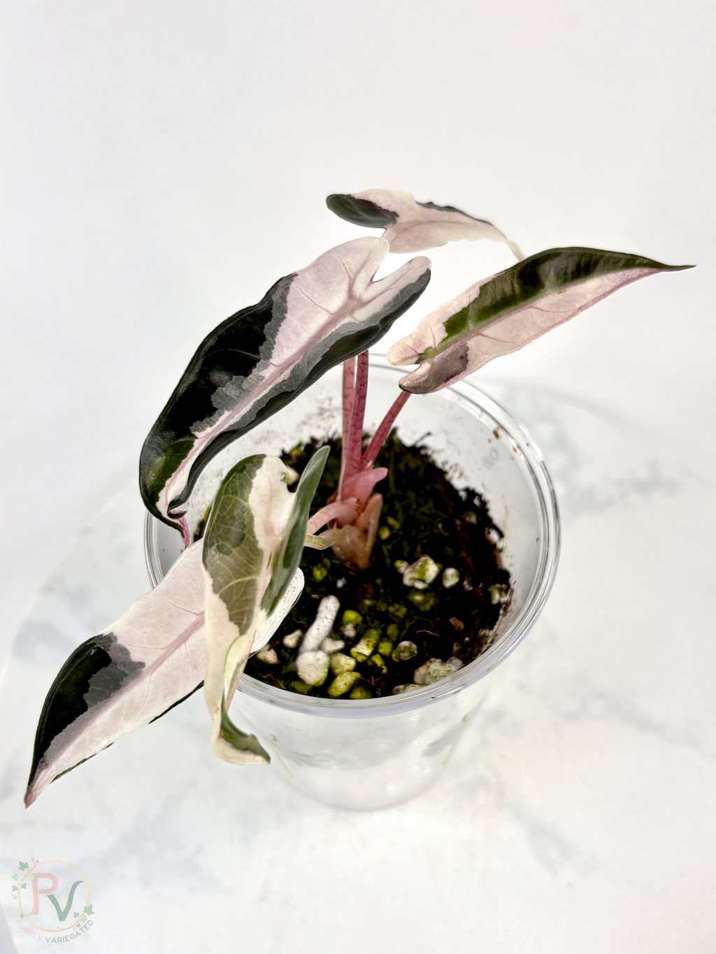 Pink Bambino Lava Alocasia
