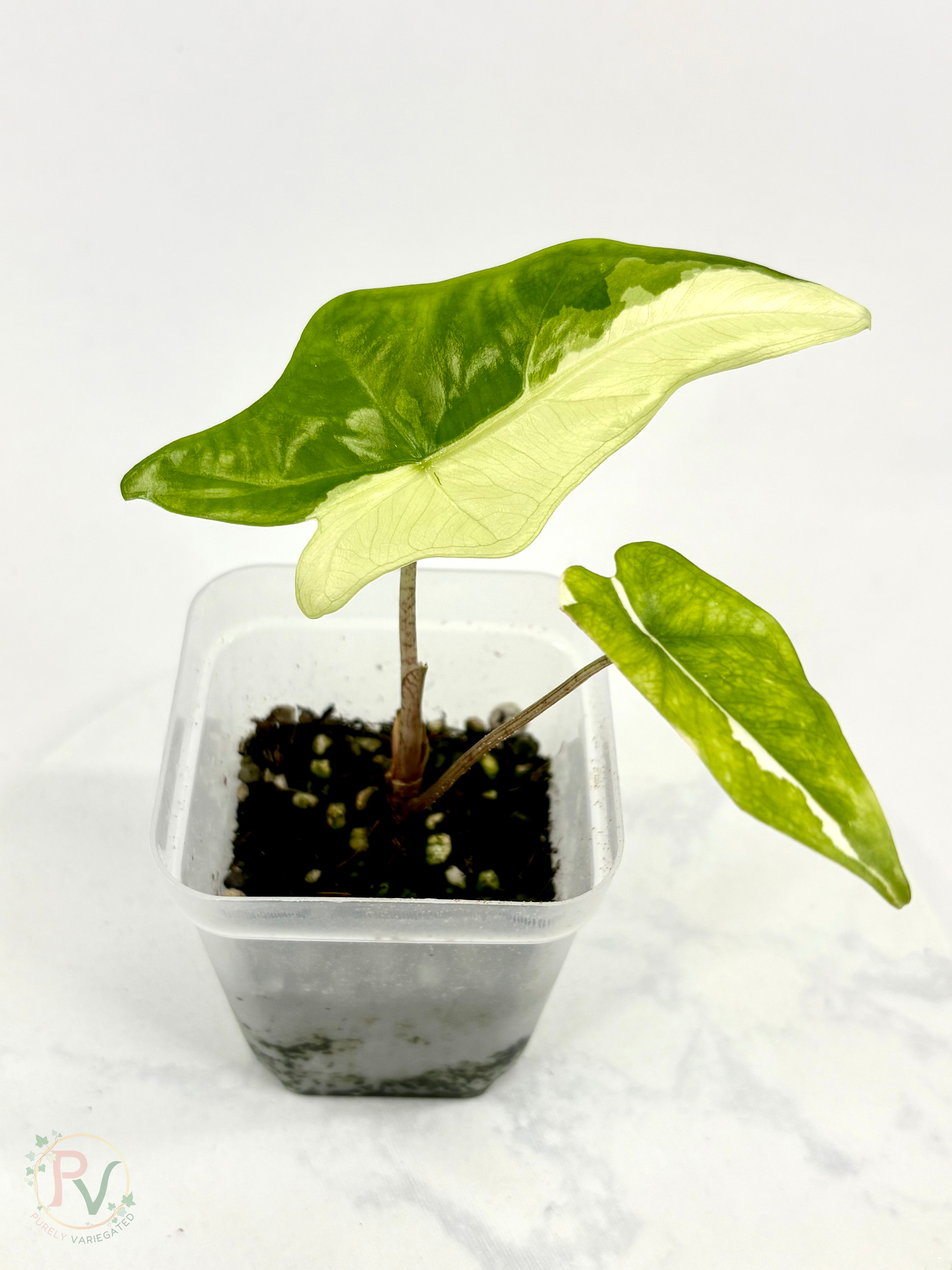 Batwing Albo Alocasia