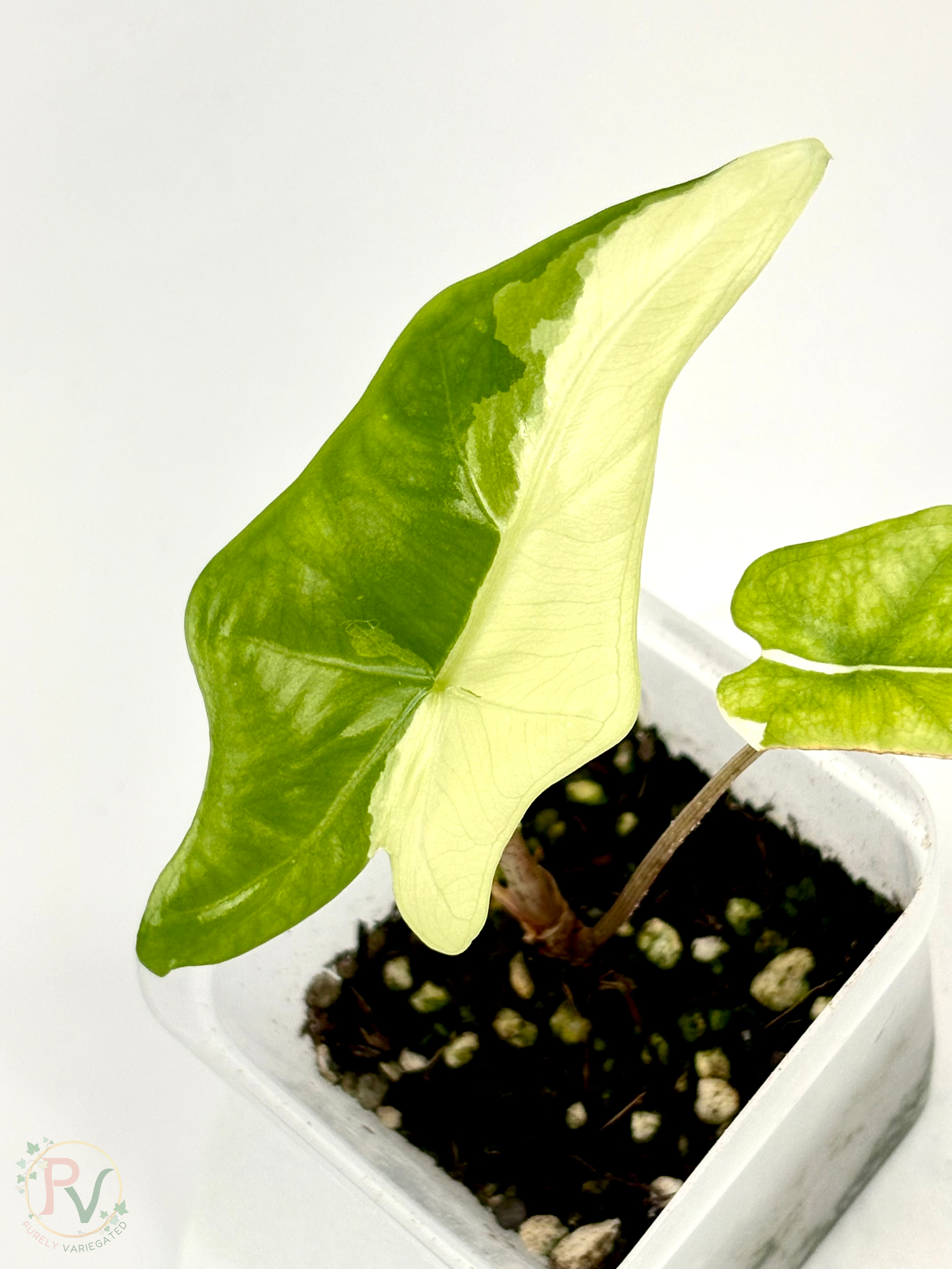 Batwing Albo Alocasia
