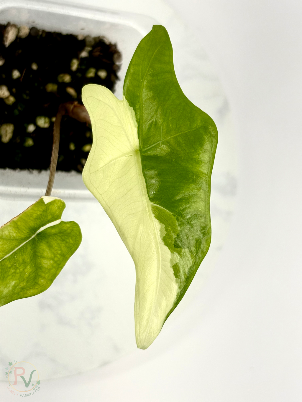 Batwing Albo Alocasia