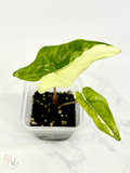 Batwing Albo Alocasia