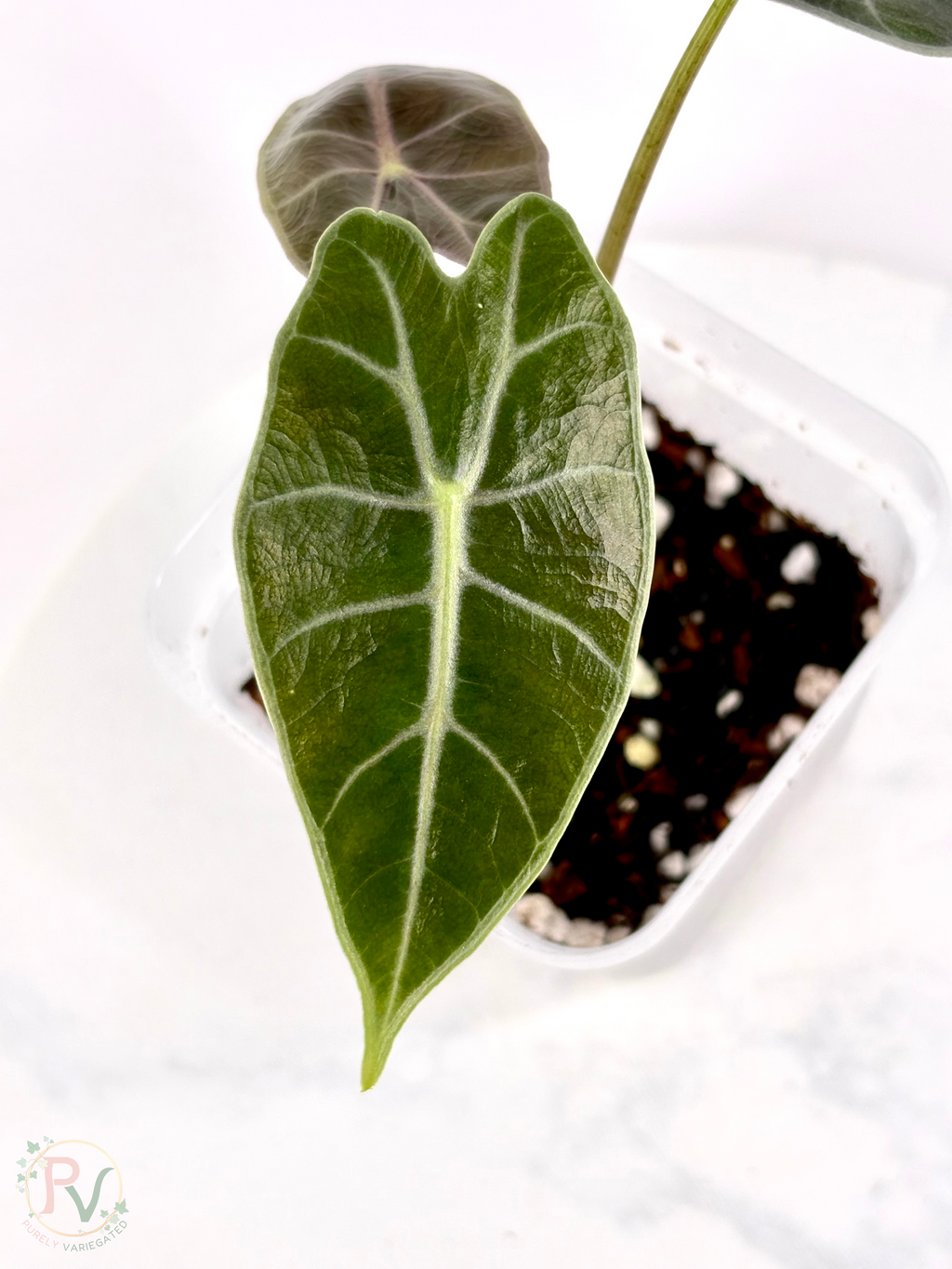 Black Satun Pink Bone Alocasia