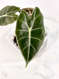 Black Satun Pink Bone Alocasia
