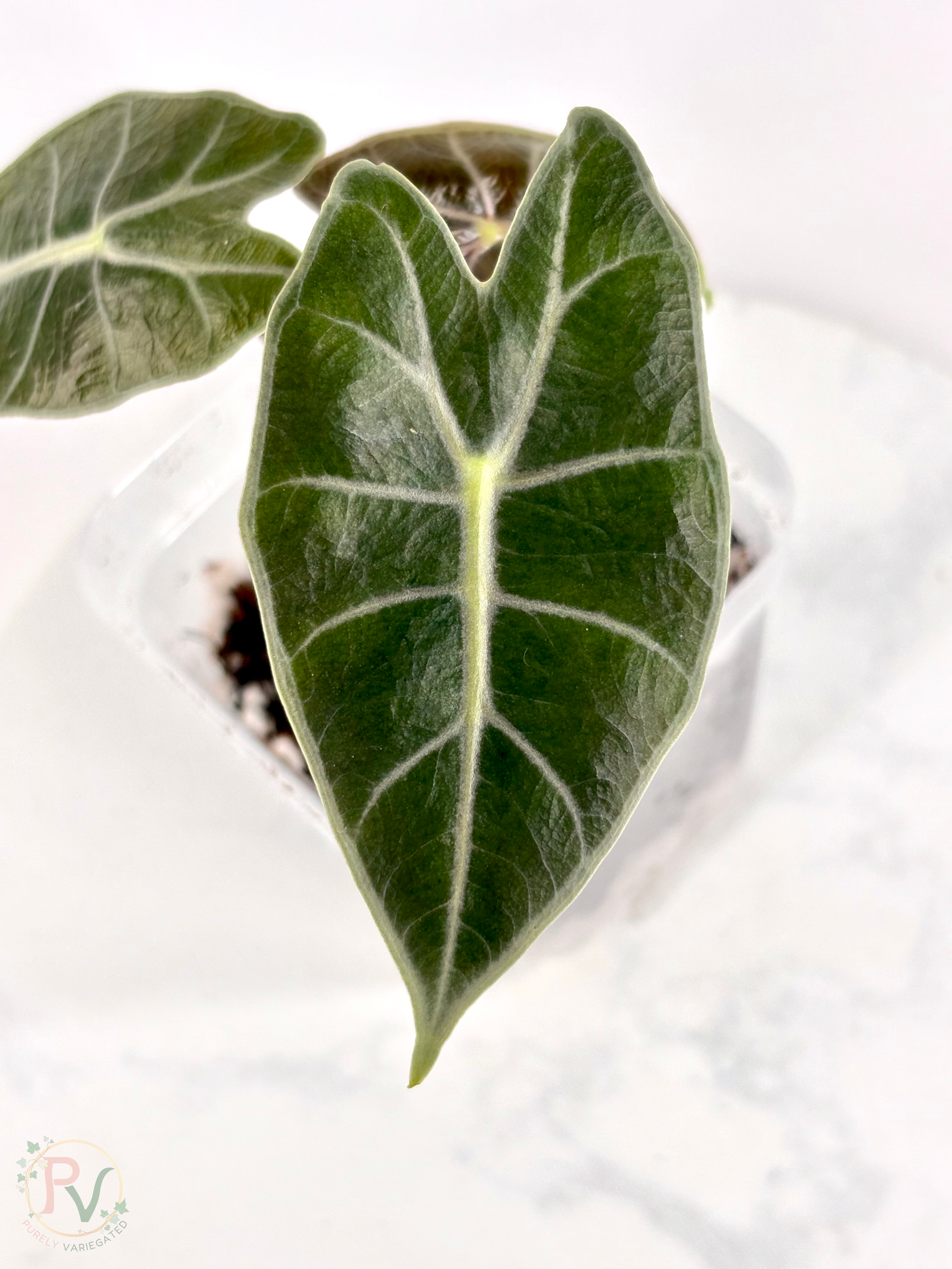 Black Satun Pink Bone Alocasia