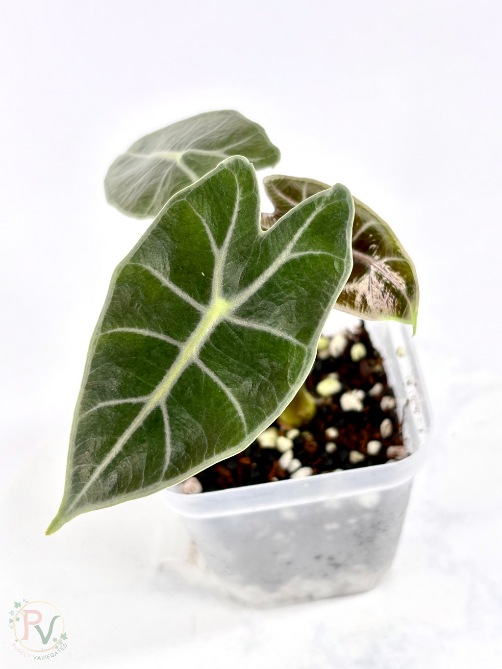 Black Satun Pink Bone Alocasia